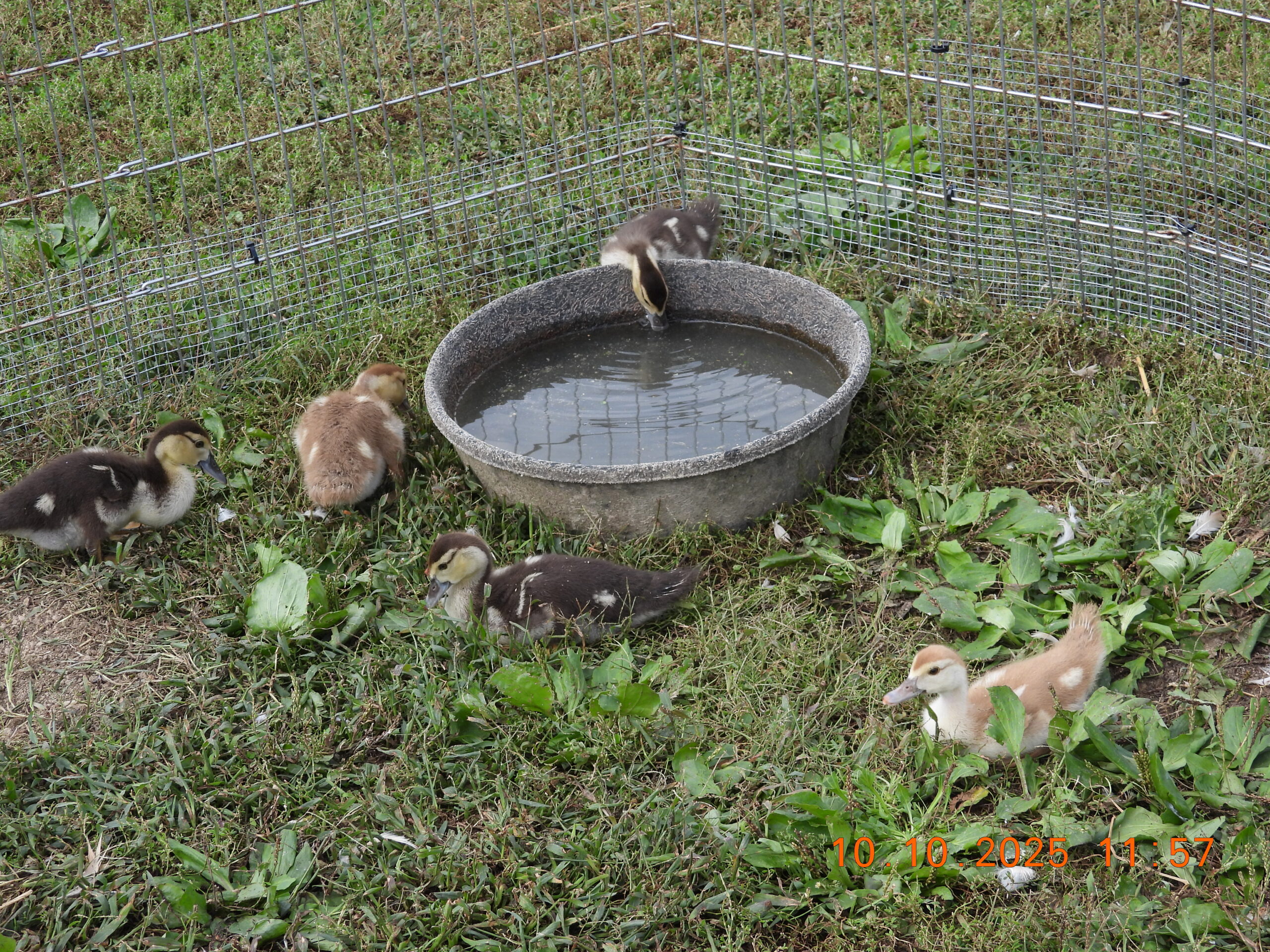 Good morning! Our Muscovy duck…