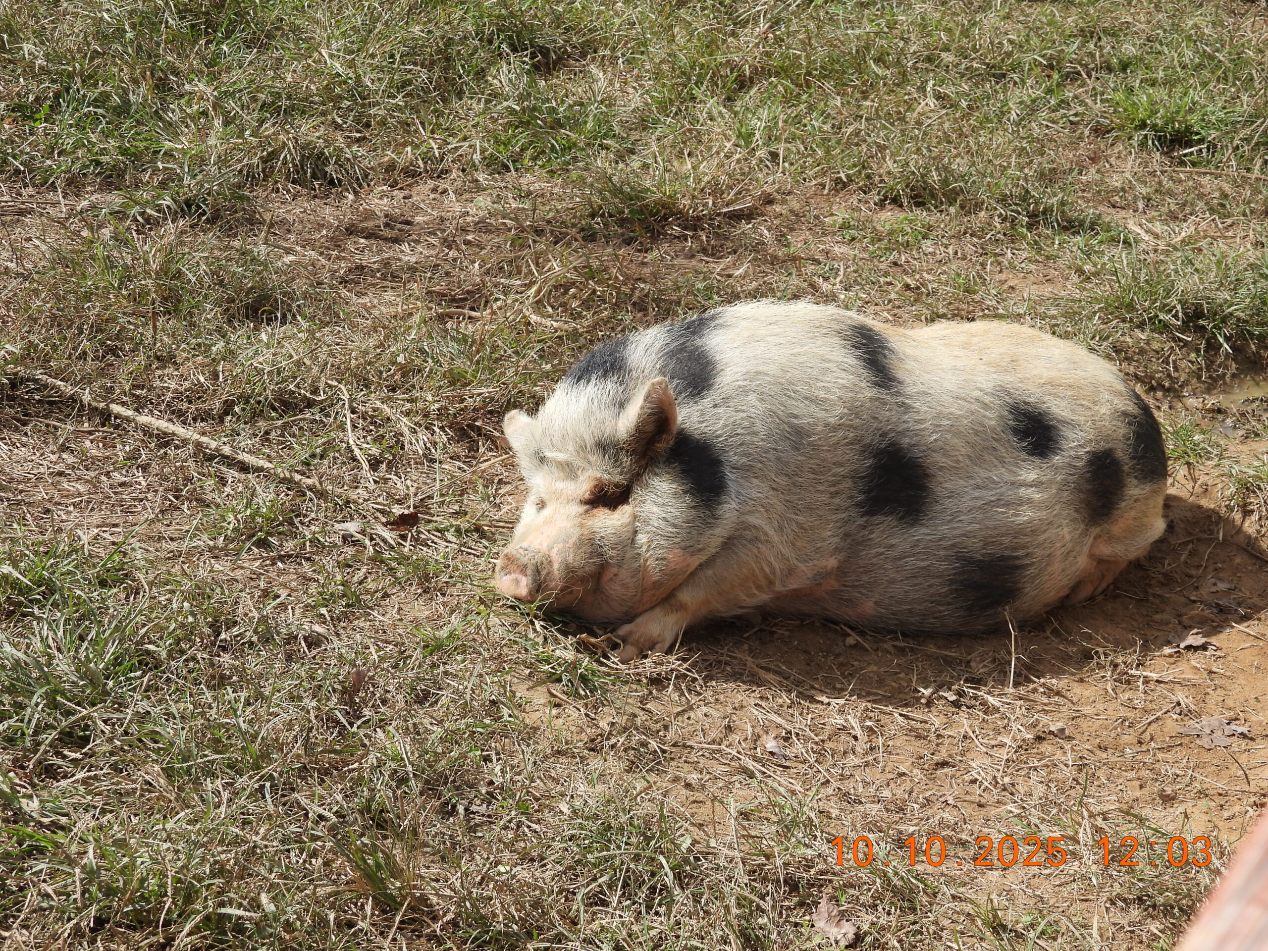 Rescued Mini Pigs at 3 Palms Zoo