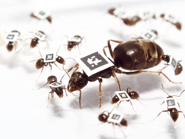 Ant Study