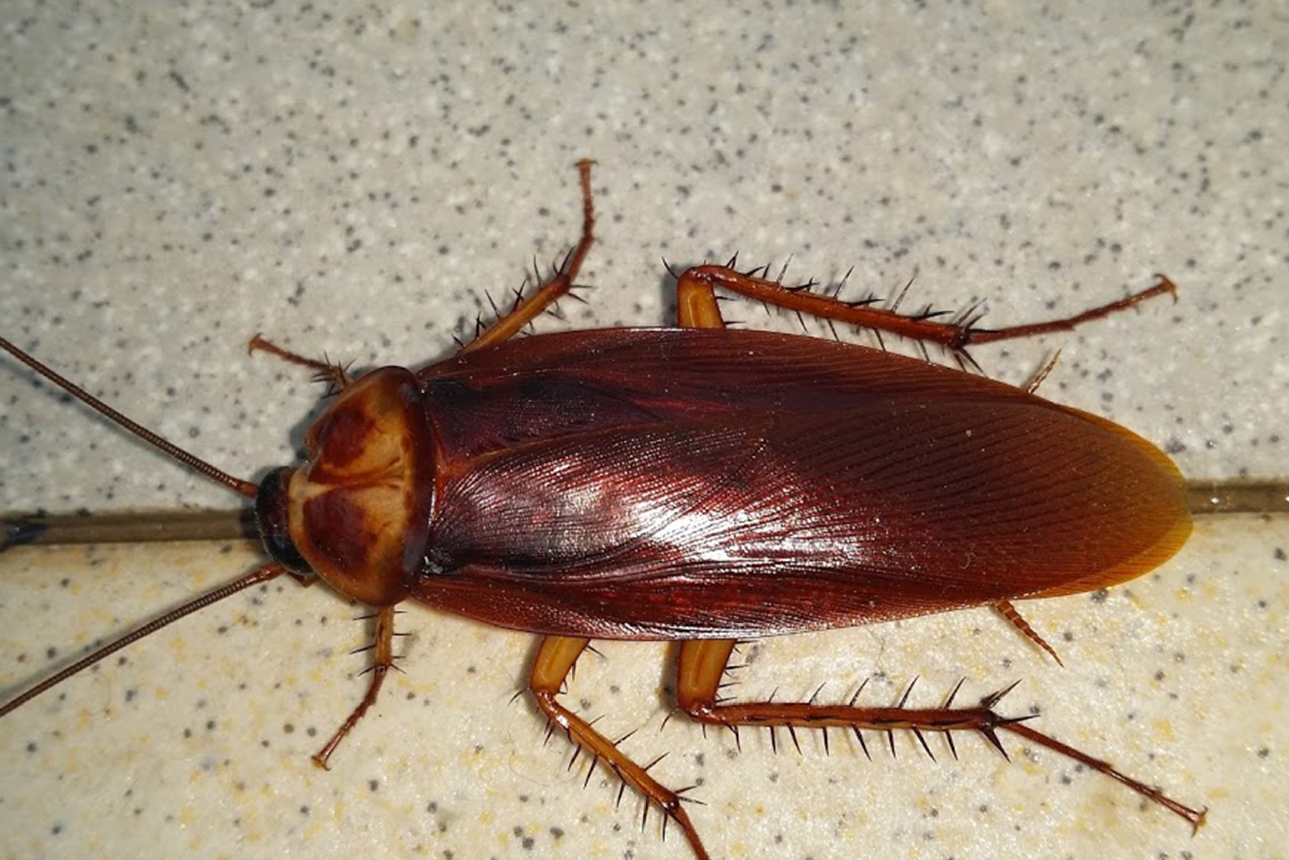 Exterminator in Long Island City, Queens, NY