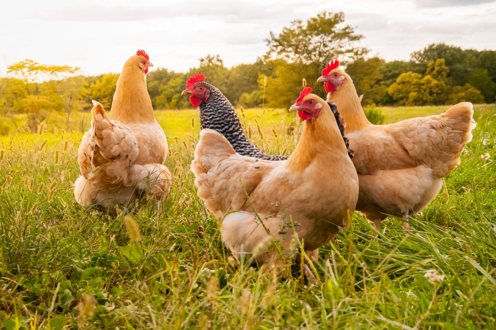 Poultry project