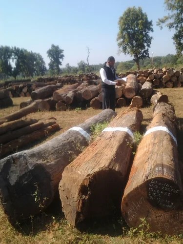 How Much Is Your Log Worth Woodworking Network