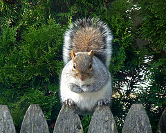 Squirel on fence