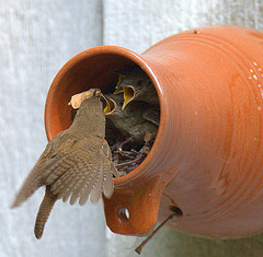 Hungry birds