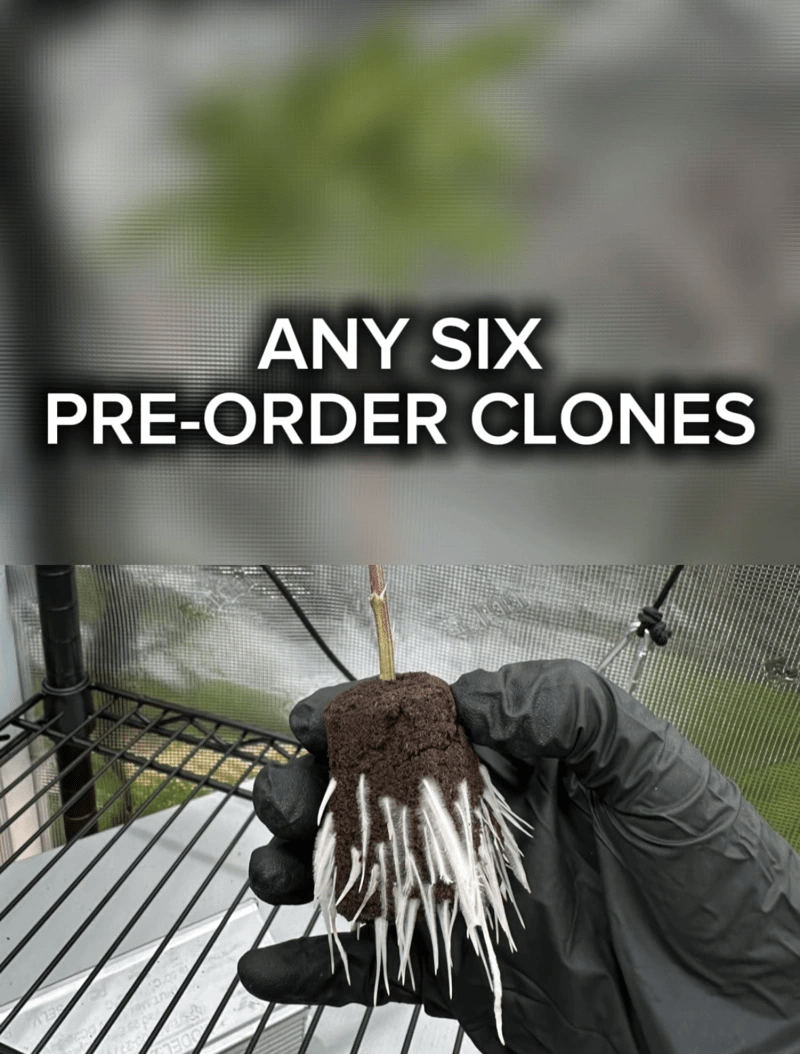 *PRE-ORDER* Any 6 Clones - Mix & Match