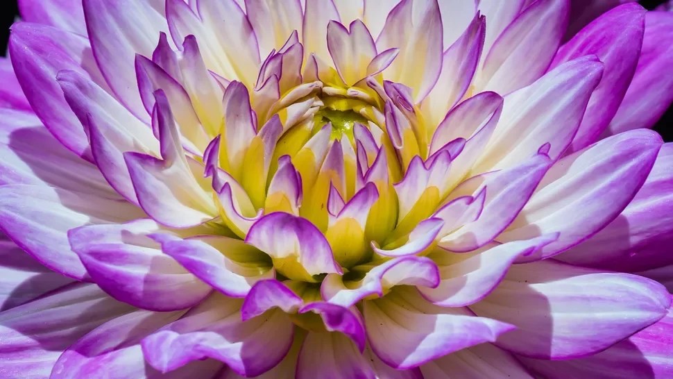 Muitas plantas exibem padrões de crescimento que seguem a sequência de Fibonacci