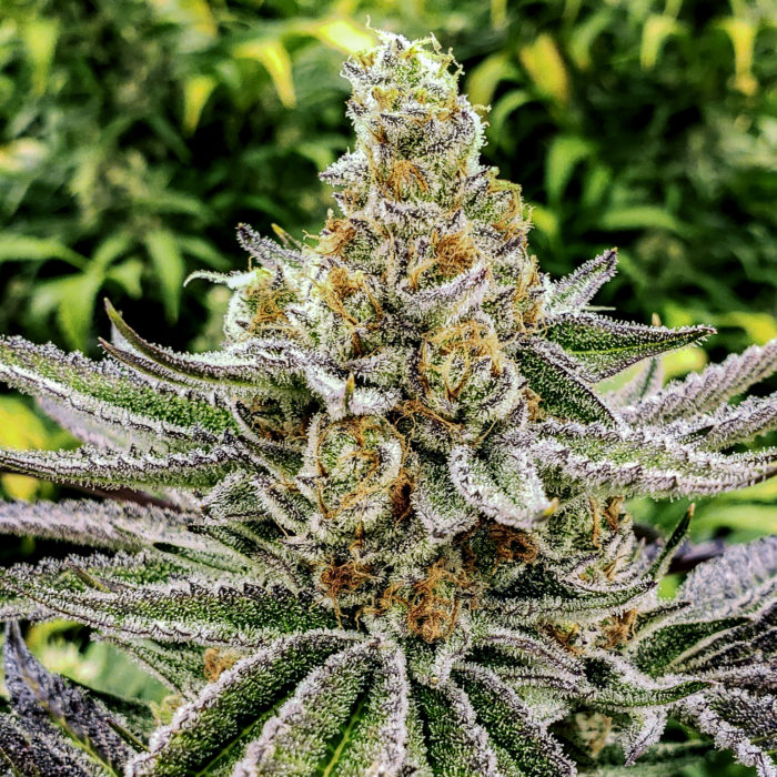 We are passionate about the use of cannabis. Thug Pug Genetics Seeds And Pheno Hunt How To Grow Weed Indoors