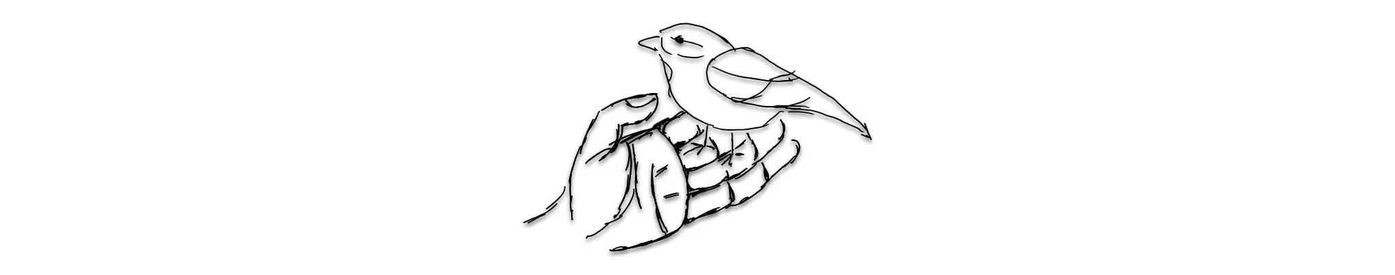 Spatz sitzt in einer Hand