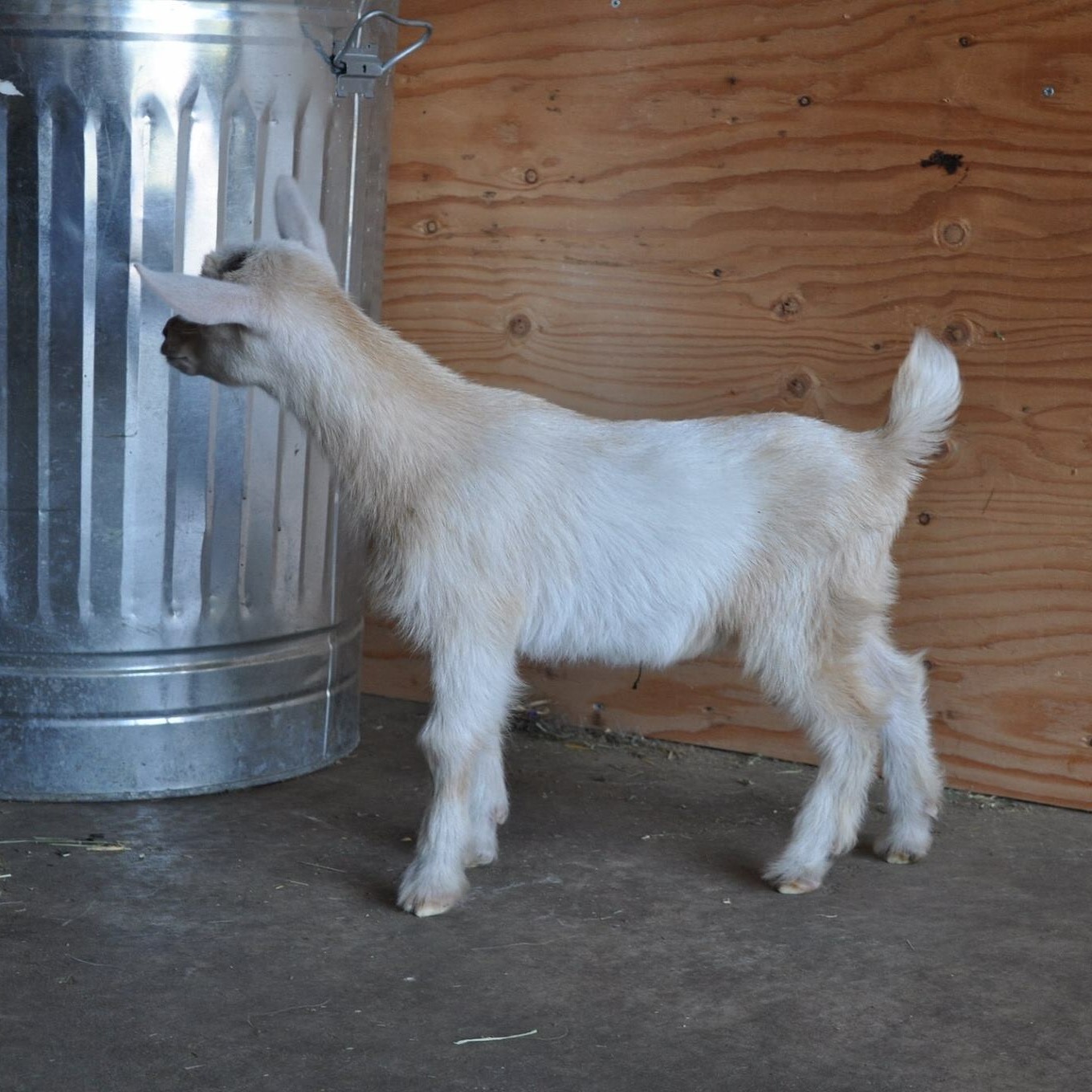 SG Four Cedars EB Julep 4*M