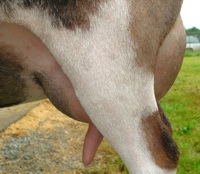 Photo courtesy of Poppy Patch Farm