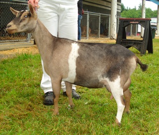 Photo courtesy of Poppy Patch Farm