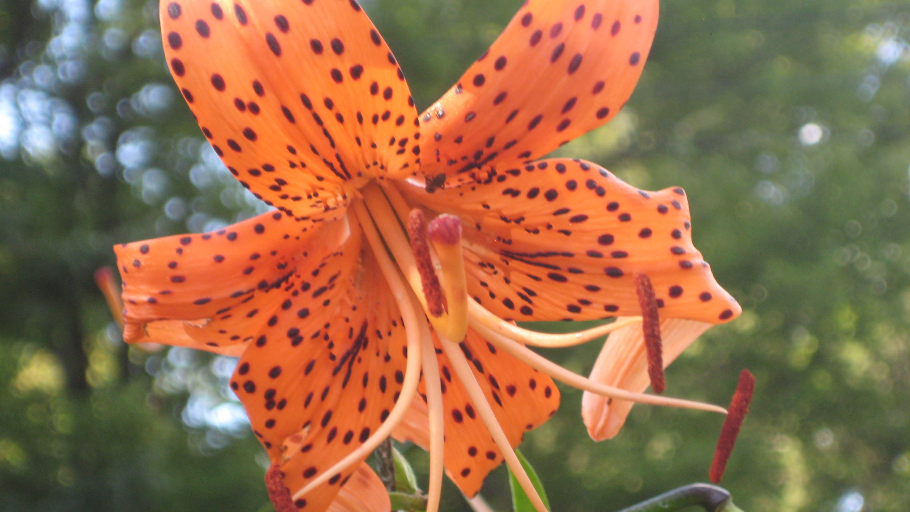Tiger Lily in Canton, CT by DD