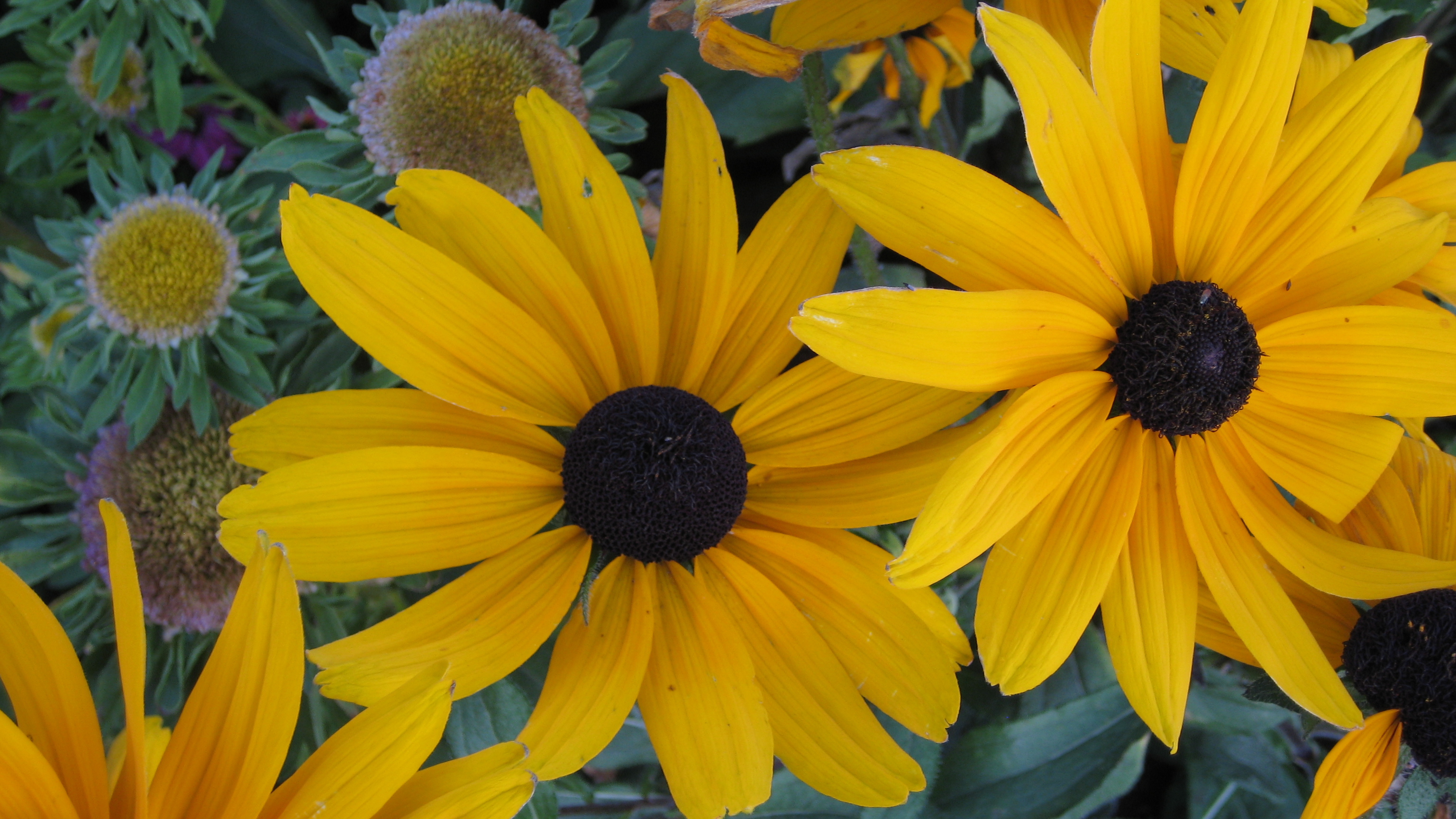 German Castle Gardens by DD