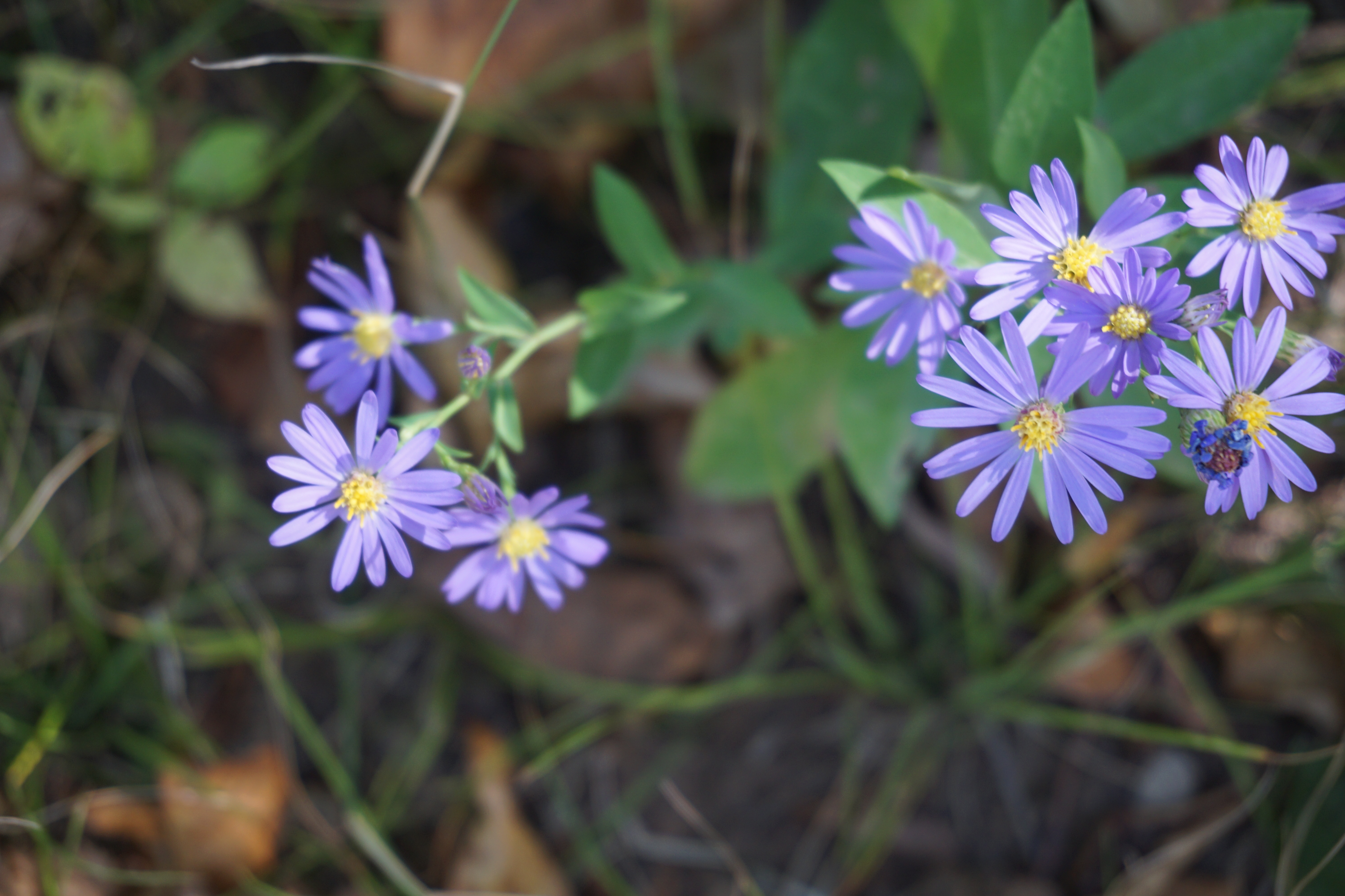 Take A Hike- Heublein