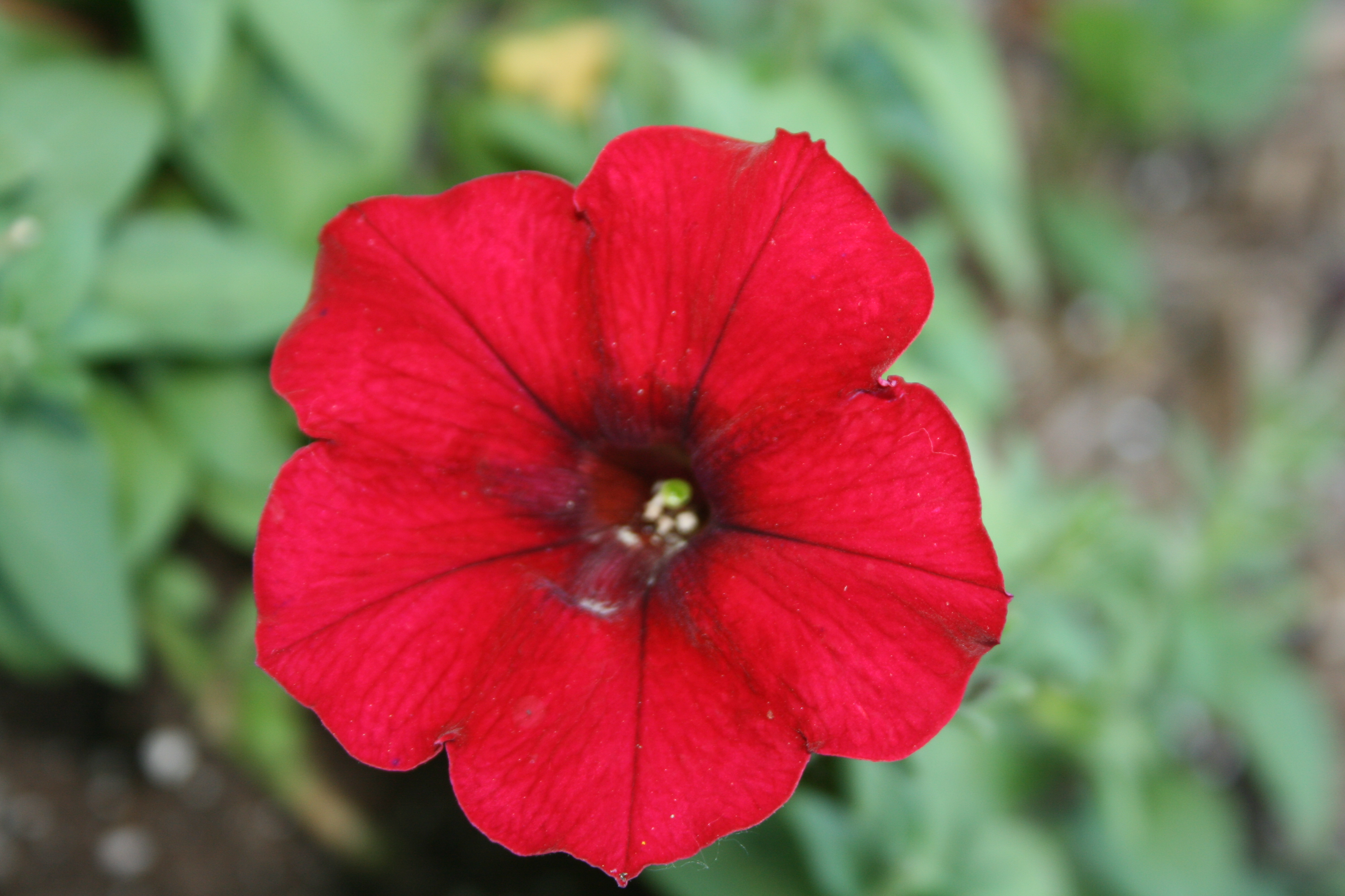 Red Flower