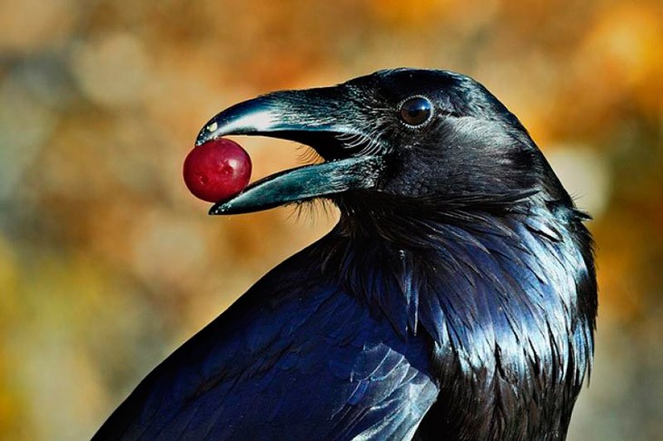 вороны настолько умны что способны делать запасы еды на будущее. Смотреть фото вороны настолько умны что способны делать запасы еды на будущее. Смотреть картинку вороны настолько умны что способны делать запасы еды на будущее. Картинка про вороны настолько умны что способны делать запасы еды на будущее. Фото вороны настолько умны что способны делать запасы еды на будущее вороны настолько умны что способны делать запасы еды на будущее. Смотреть фото вороны настолько умны что способны делать запасы еды на будущее. Смотреть картинку вороны настолько умны что способны делать запасы еды на будущее. Картинка про вороны настолько умны что способны делать запасы еды на будущее. Фото вороны настолько умны что способны делать запасы еды на будущее