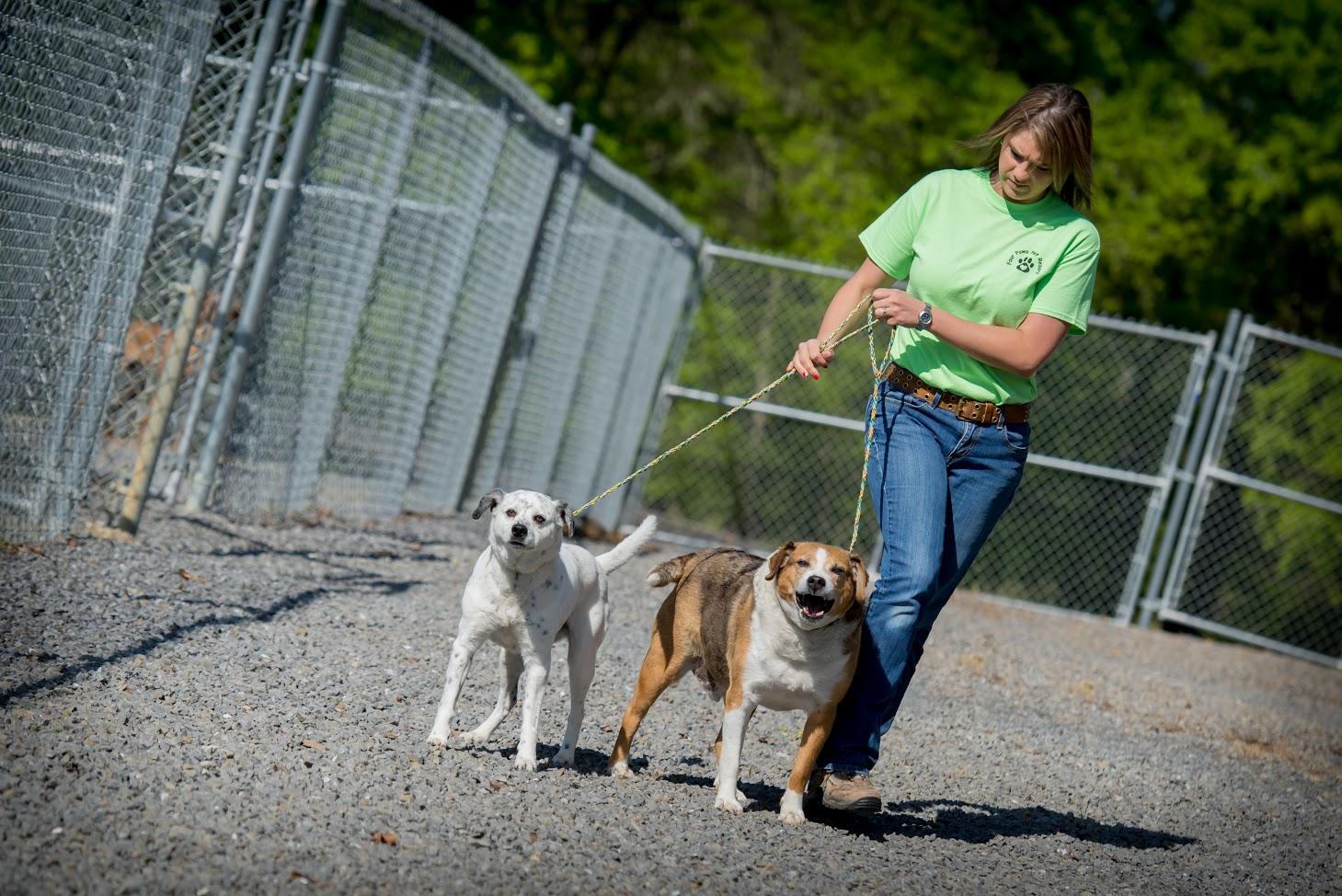 home - four paws pet resort on 4 paws pet resort dalton ga