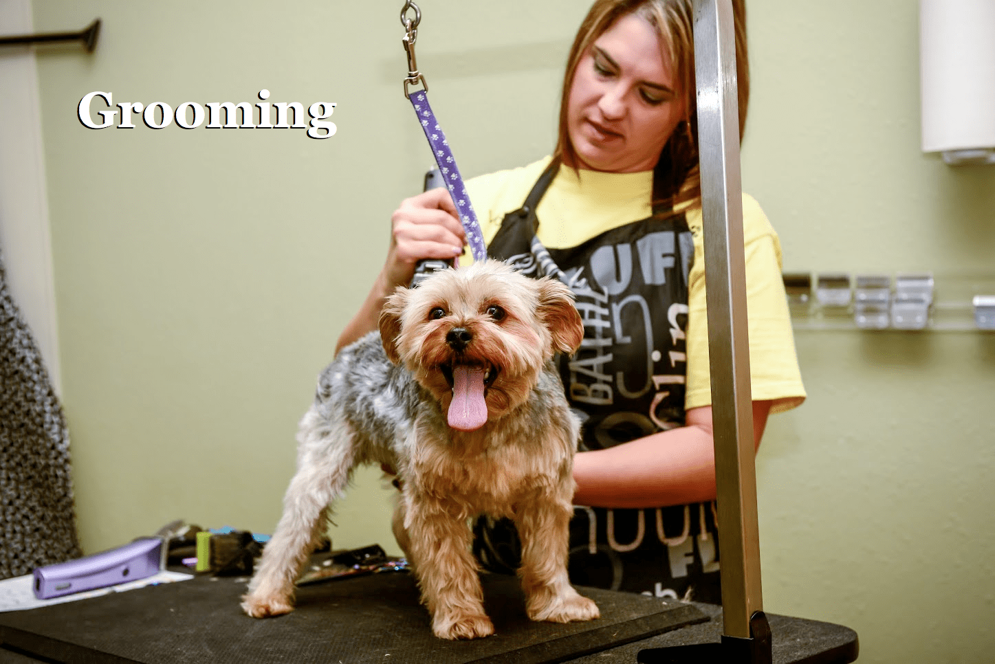 home - four paws pet resort on 4 paws pet resort dalton ga