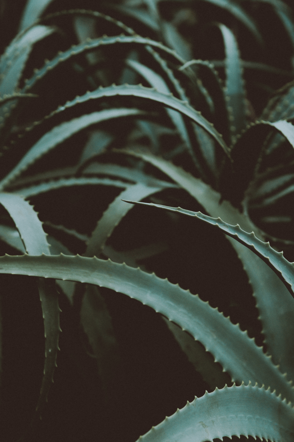 Here’s Why Aloe Vera Gel Should Be Your #1 Product