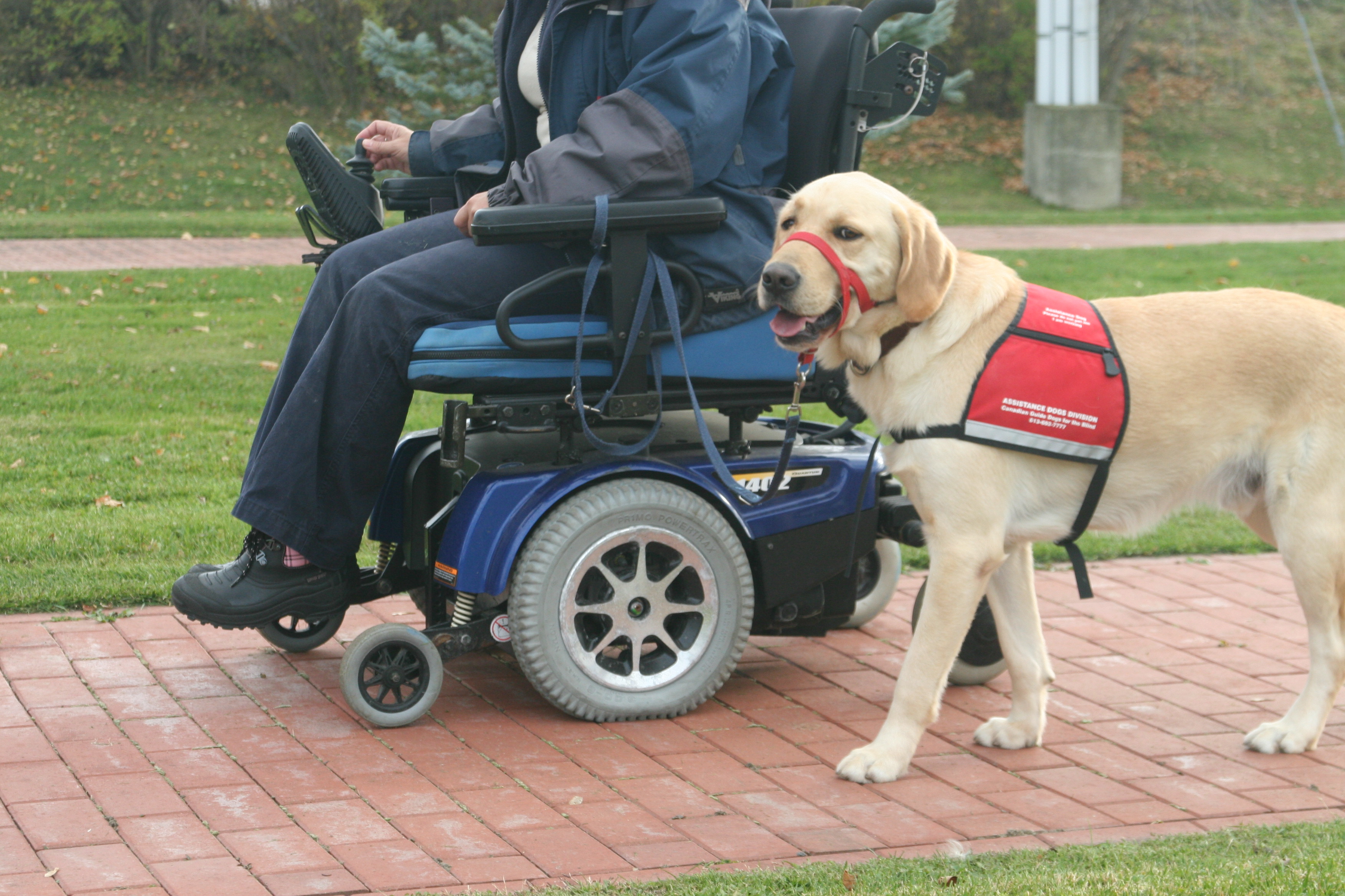 How much does it cost to fully train a guide dog