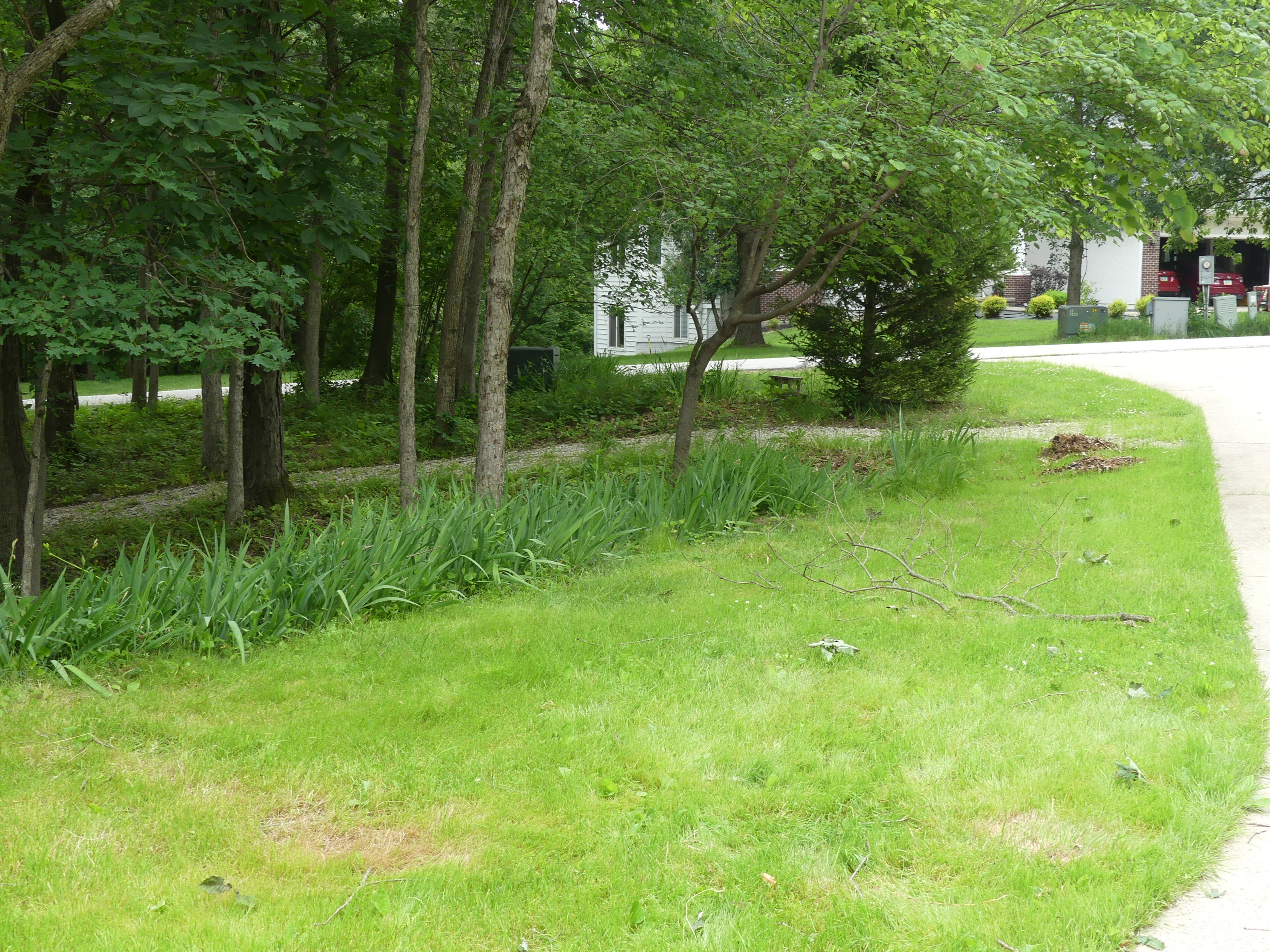 Open, cleaned lawn along a wooded tree line after storm-debris cleanup in Central Iowa