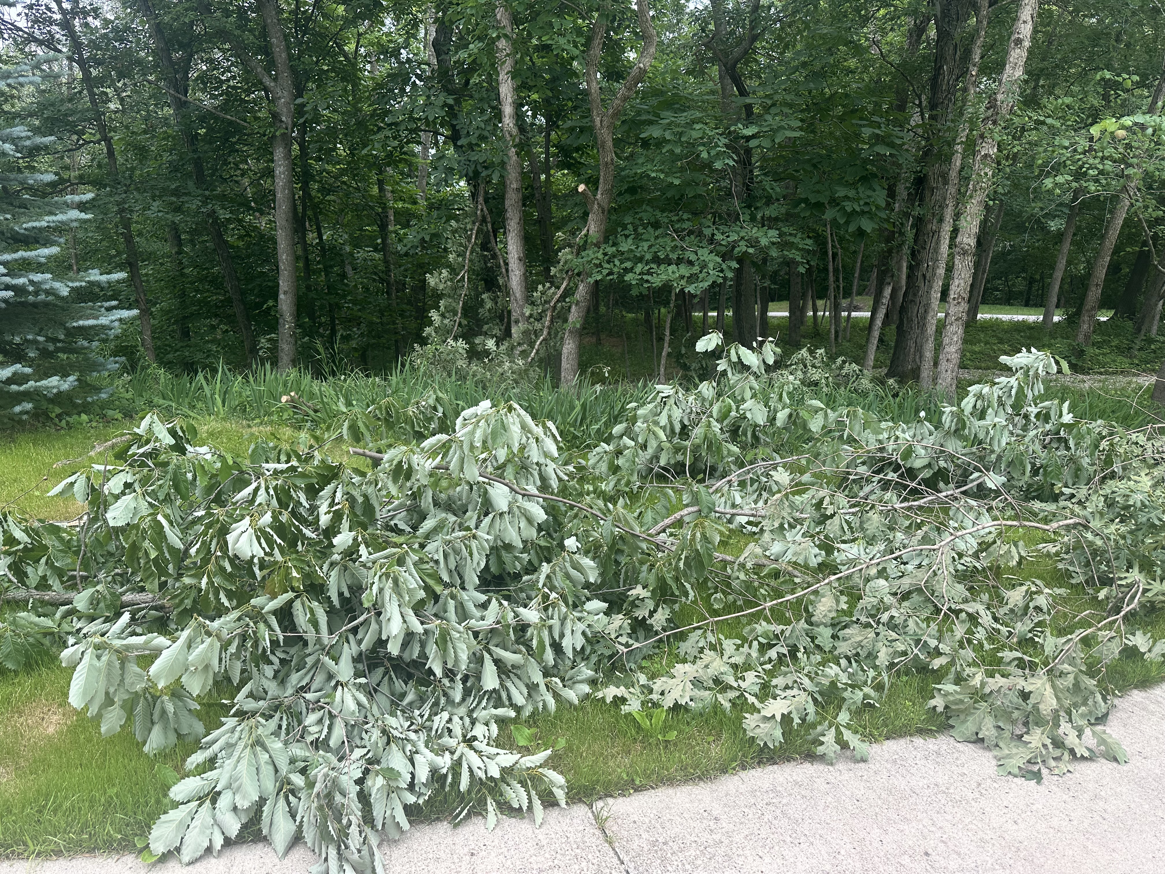 Large pile of downed oak branches and leafy limbs on the grass before brush removal in Central Iowa