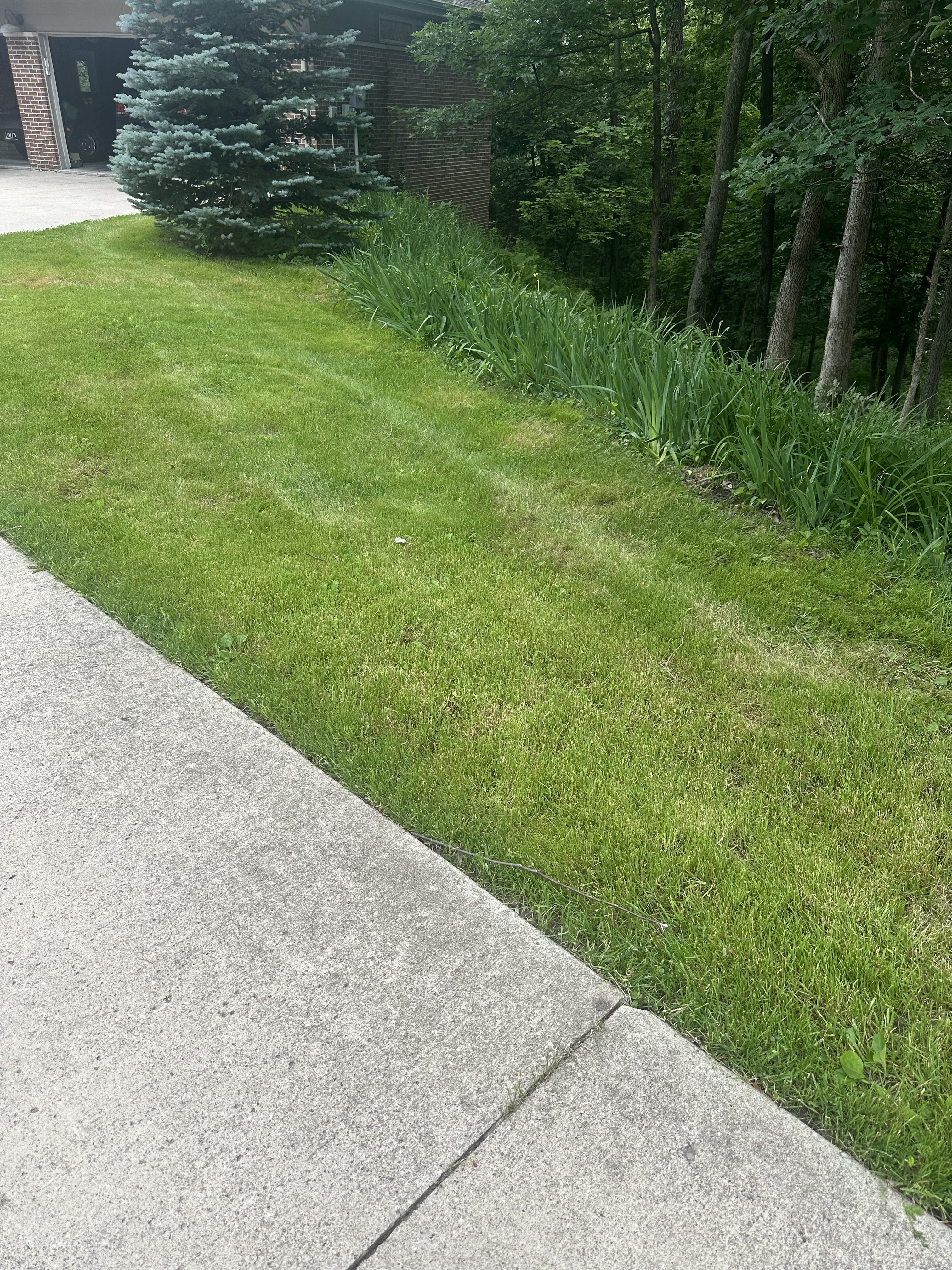 Tidy cleared lawn beside a driveway after brush and branch removal in Central Iowa