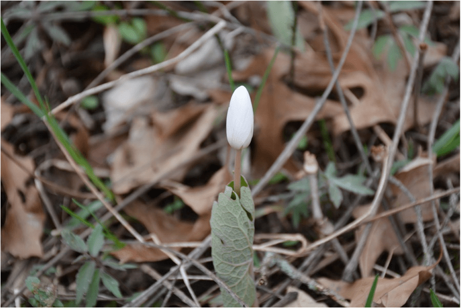 Bloodroot