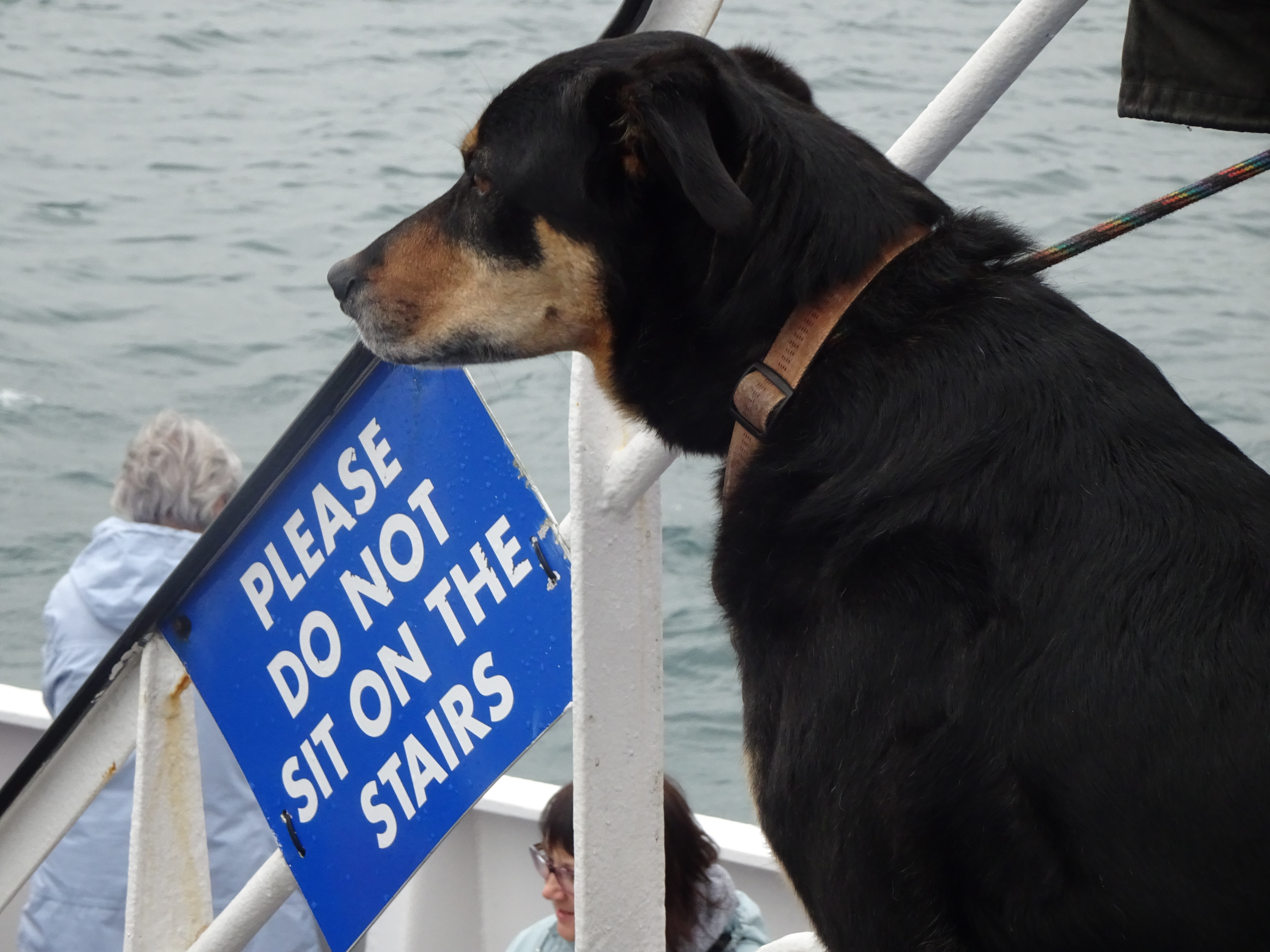 Dogs allowed on board!