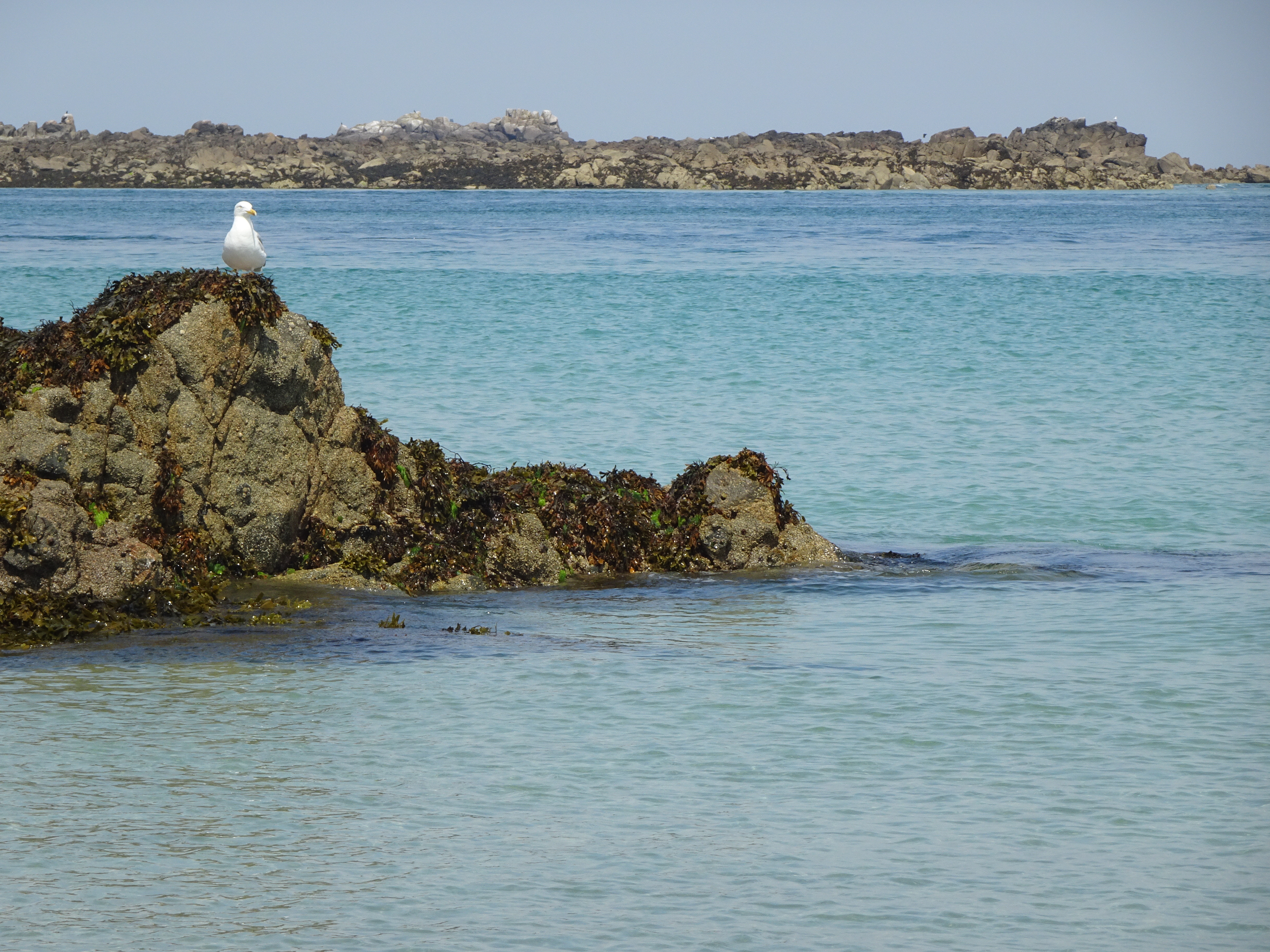 Rocky islets and gull