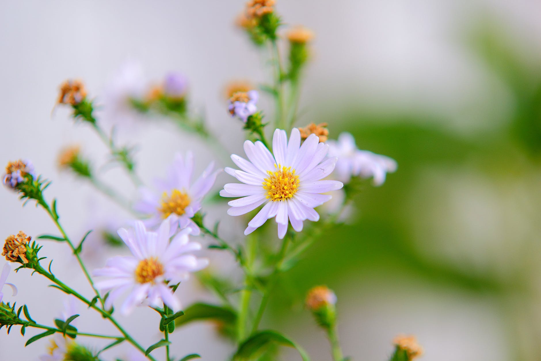 selective focus photography of white aster flowers