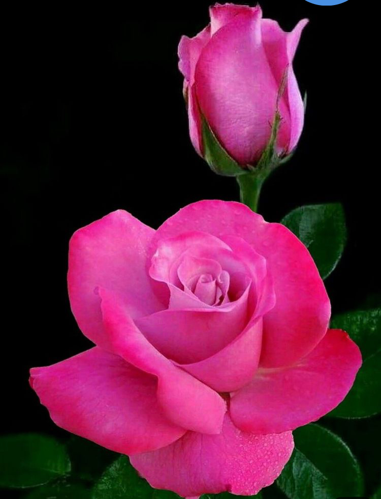 اجمل ورود الحب , الوردة مش دليل علي الحب الغدر والخيانة