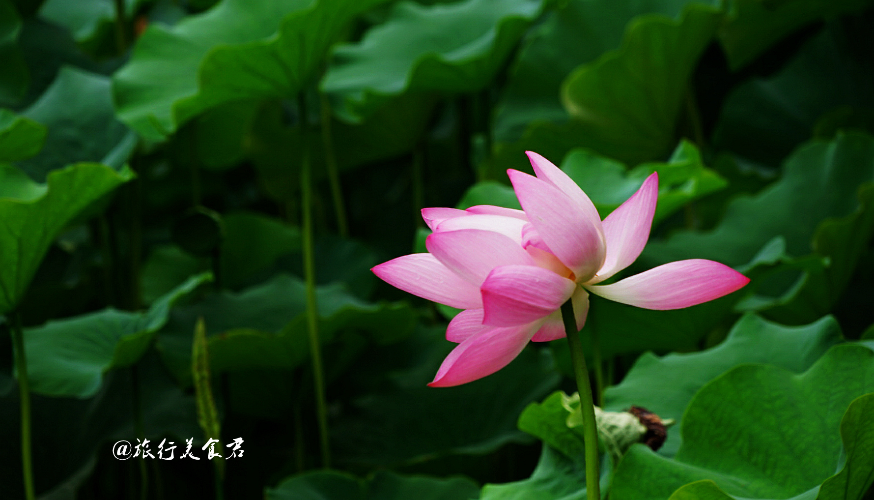 張張都能做壁紙 這就是西安蓮湖公園的荷花 實在是太美了 雪花新聞 張張都能做壁紙 這就是西安蓮湖公園的荷花 實在是太美了 雪花新聞