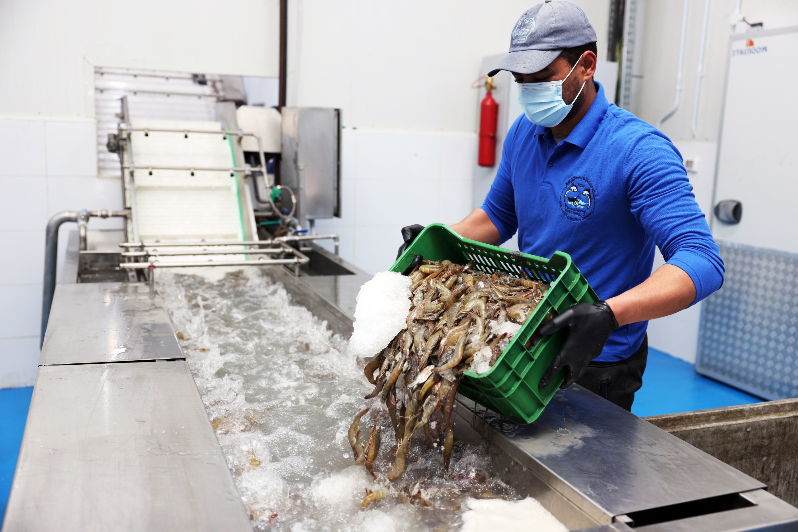 Shrimp Sorting 