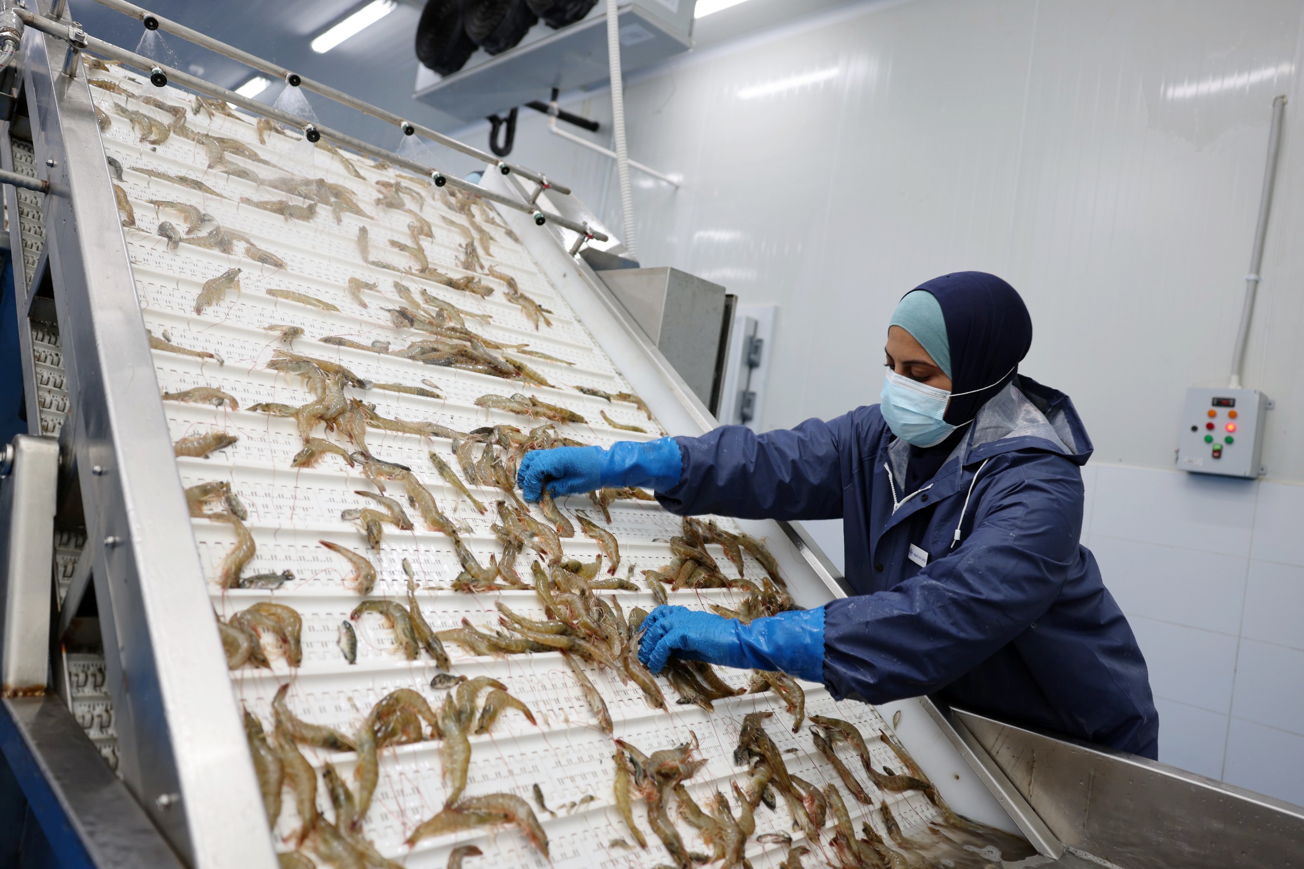 Shrimp Sorting 
