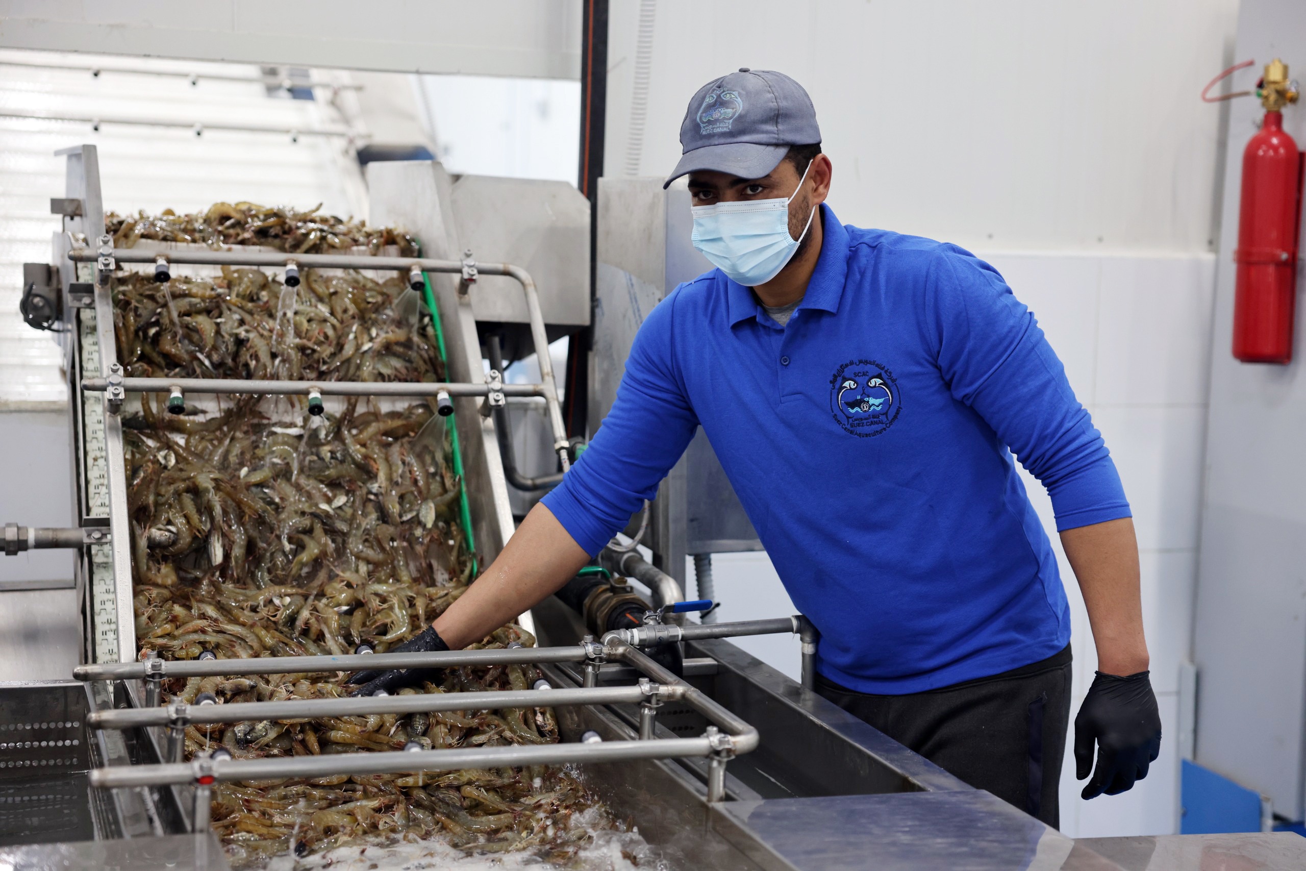Shrimp Sorting 