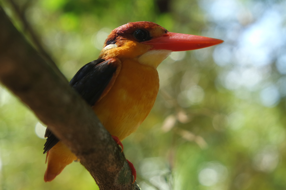 SAMSUNG CAMERA PICTURES