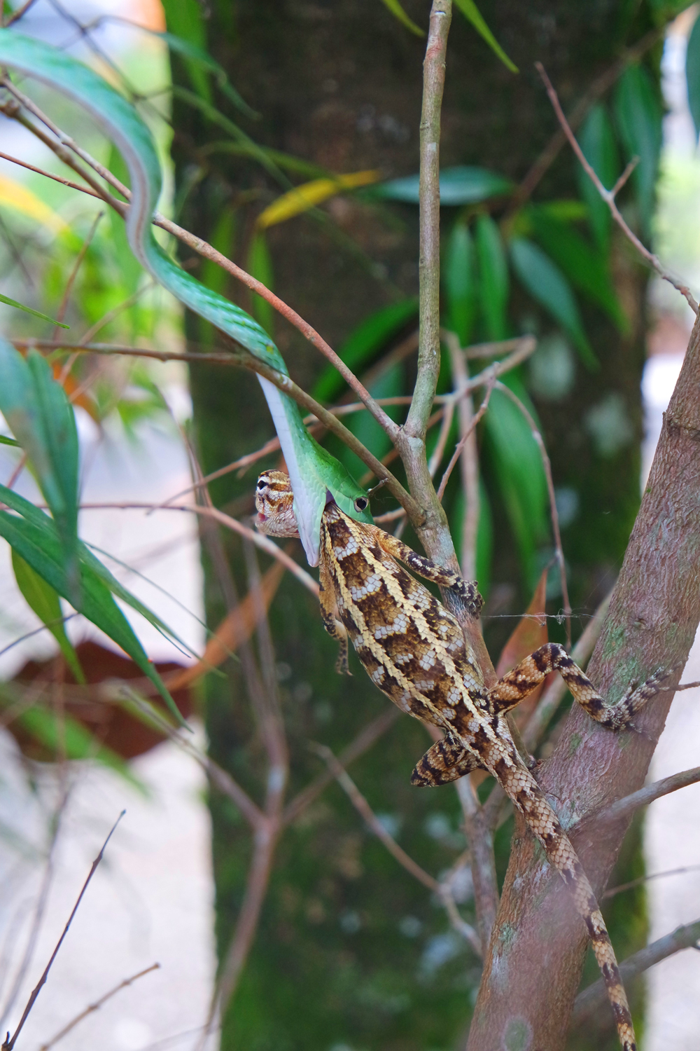 Peitschennatter mit Agame