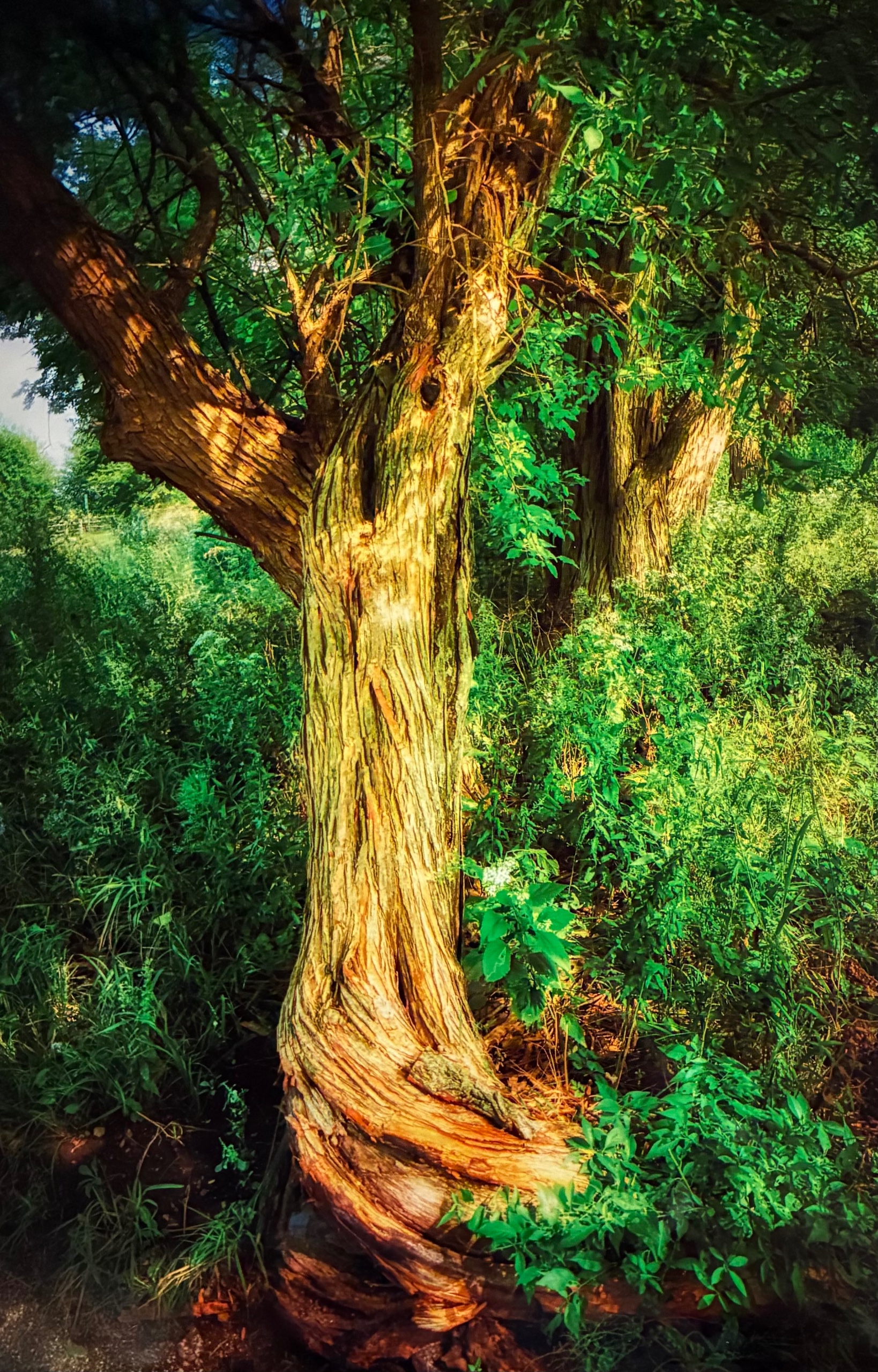 Awesome Trees 2