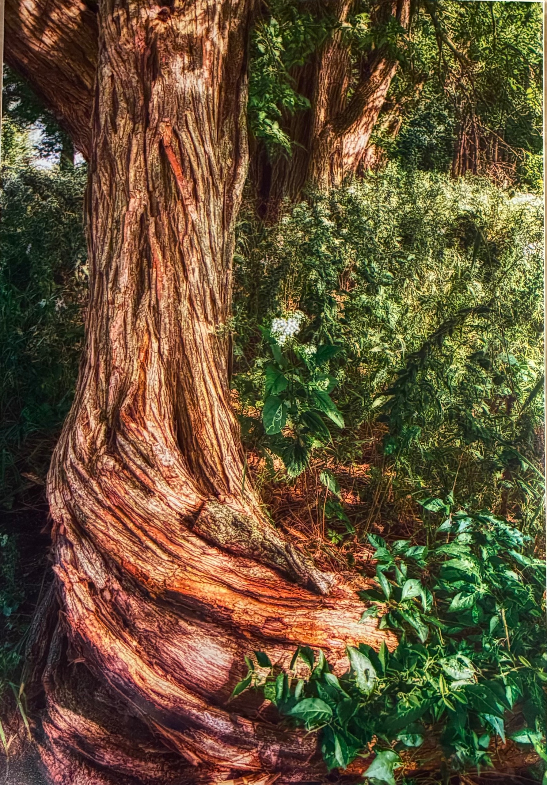 Awesome Trees