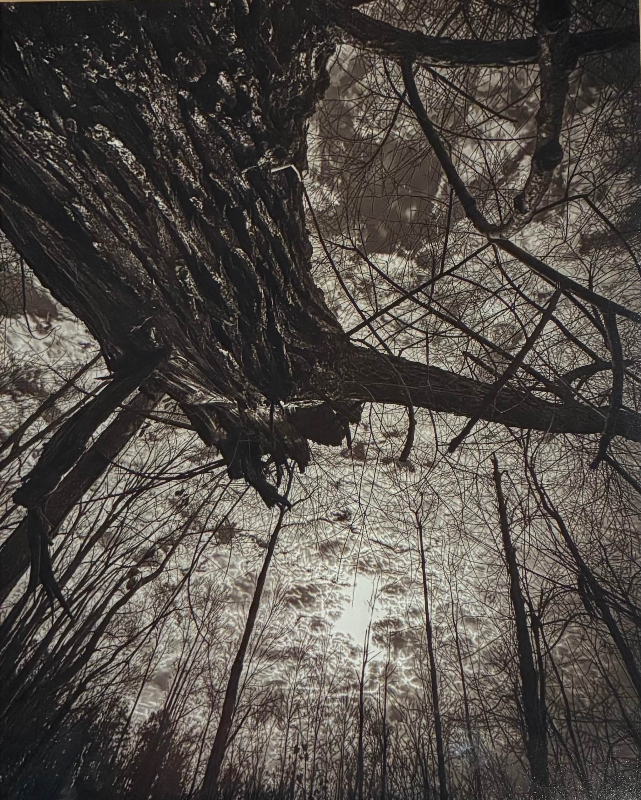 B/W Tree