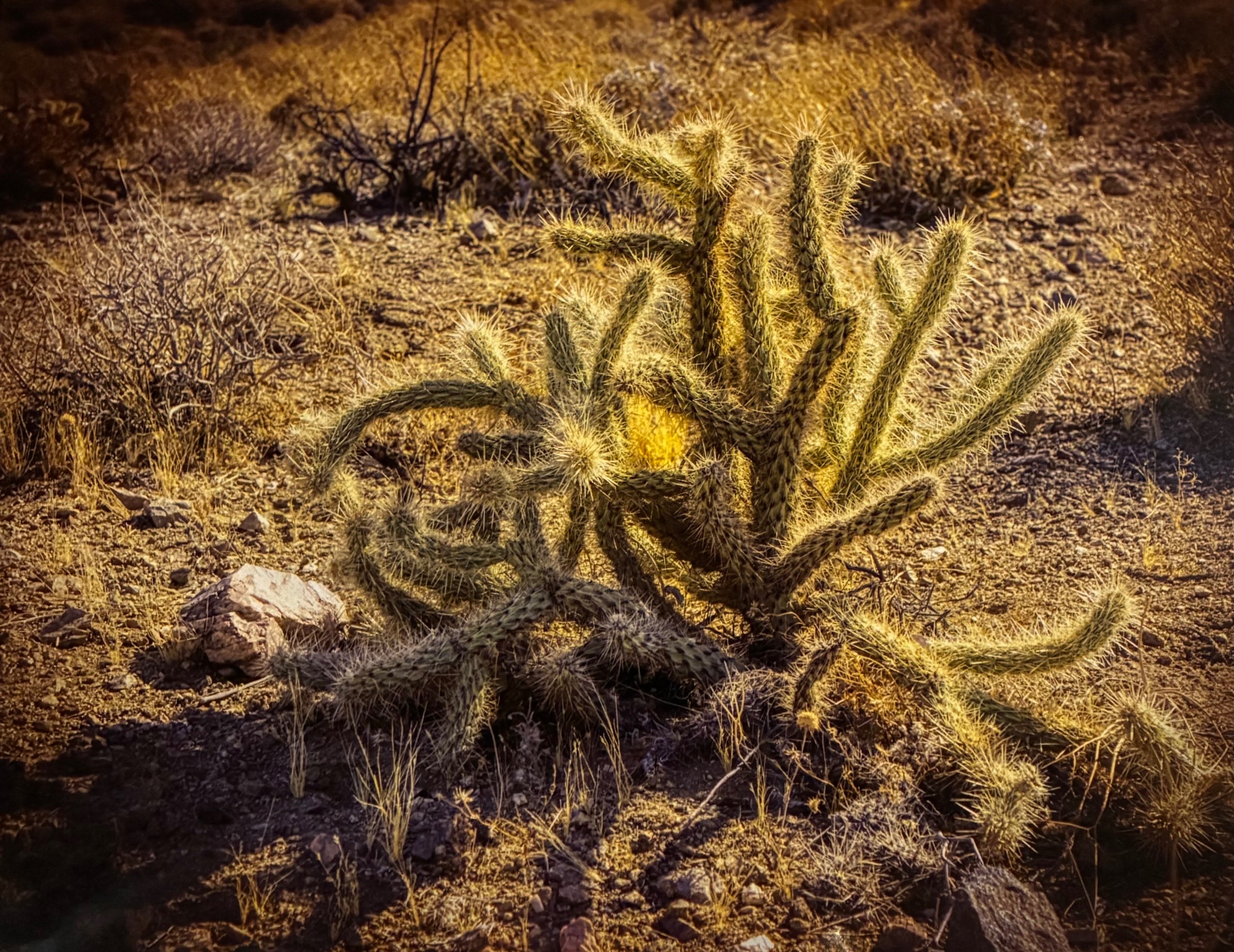 Cactus