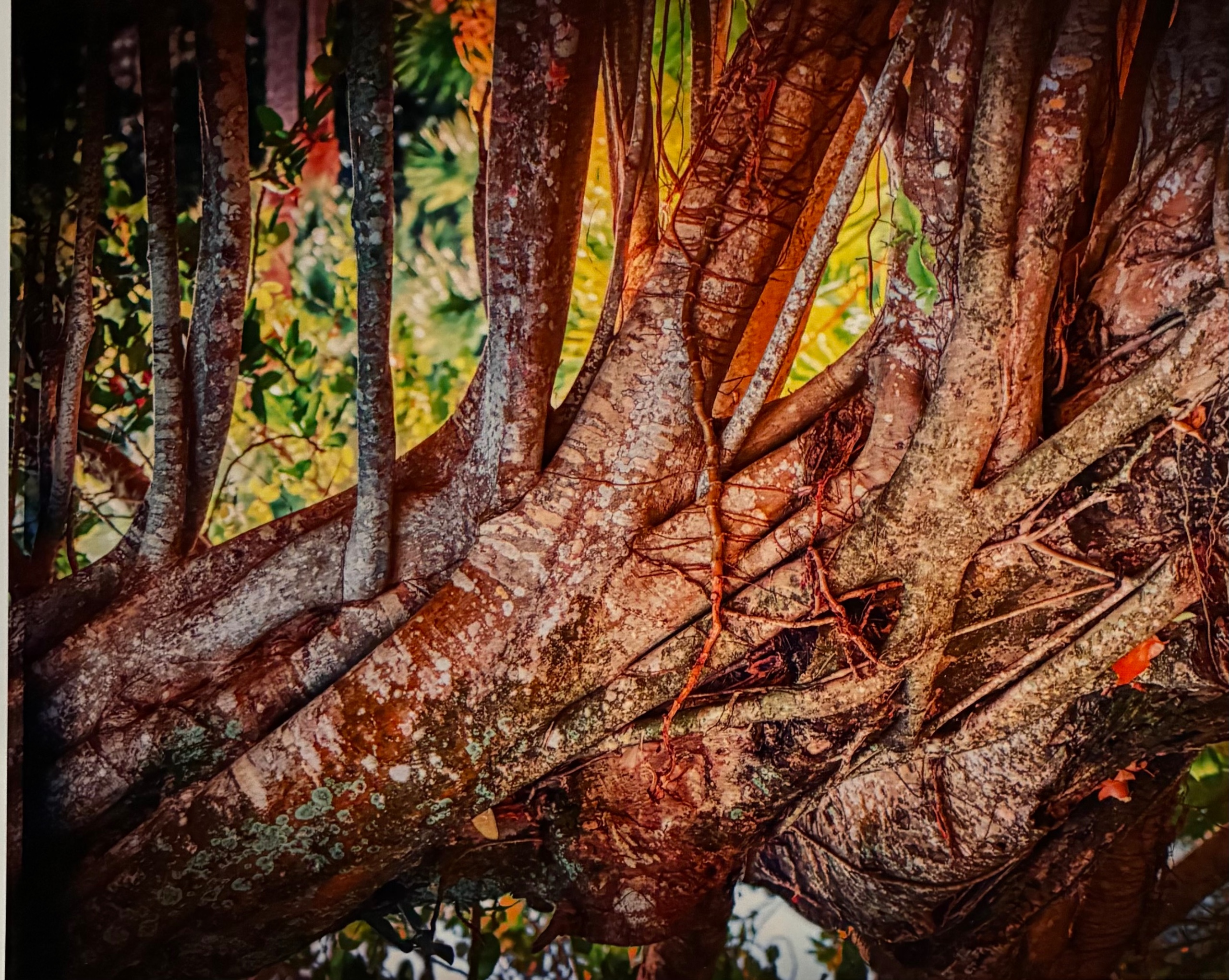 Colorful Trees