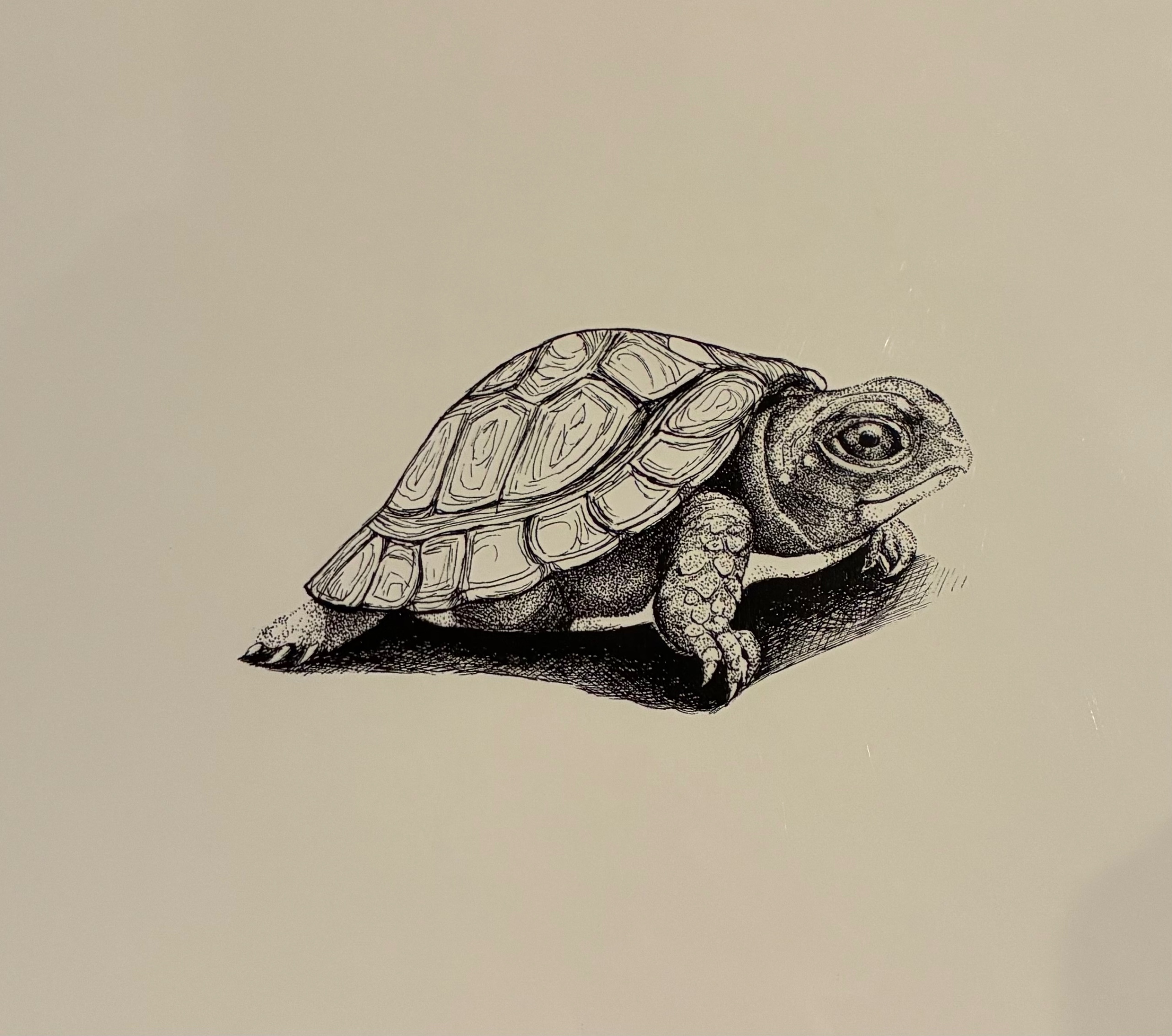 Crawling Turtle - print