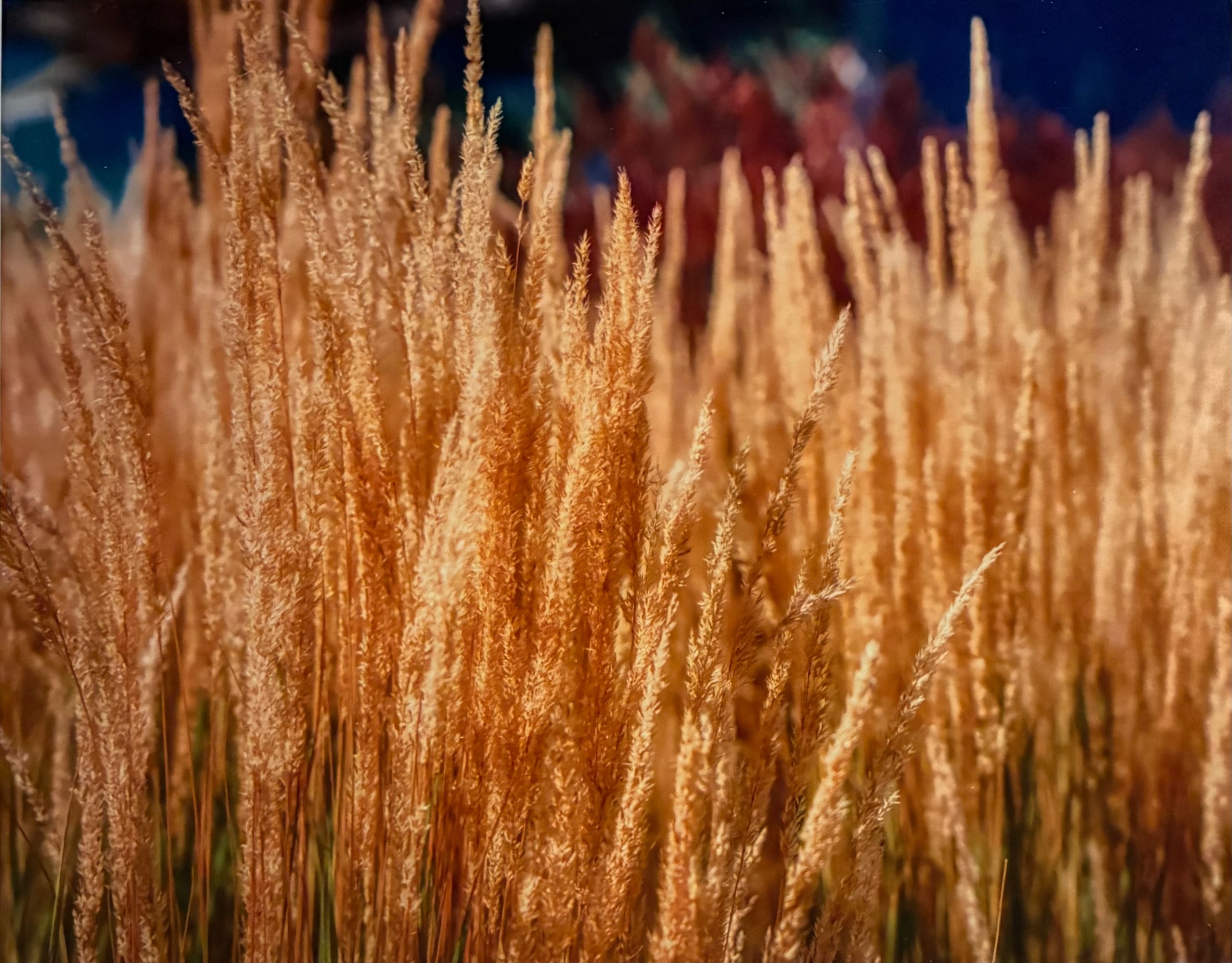 Field Growth