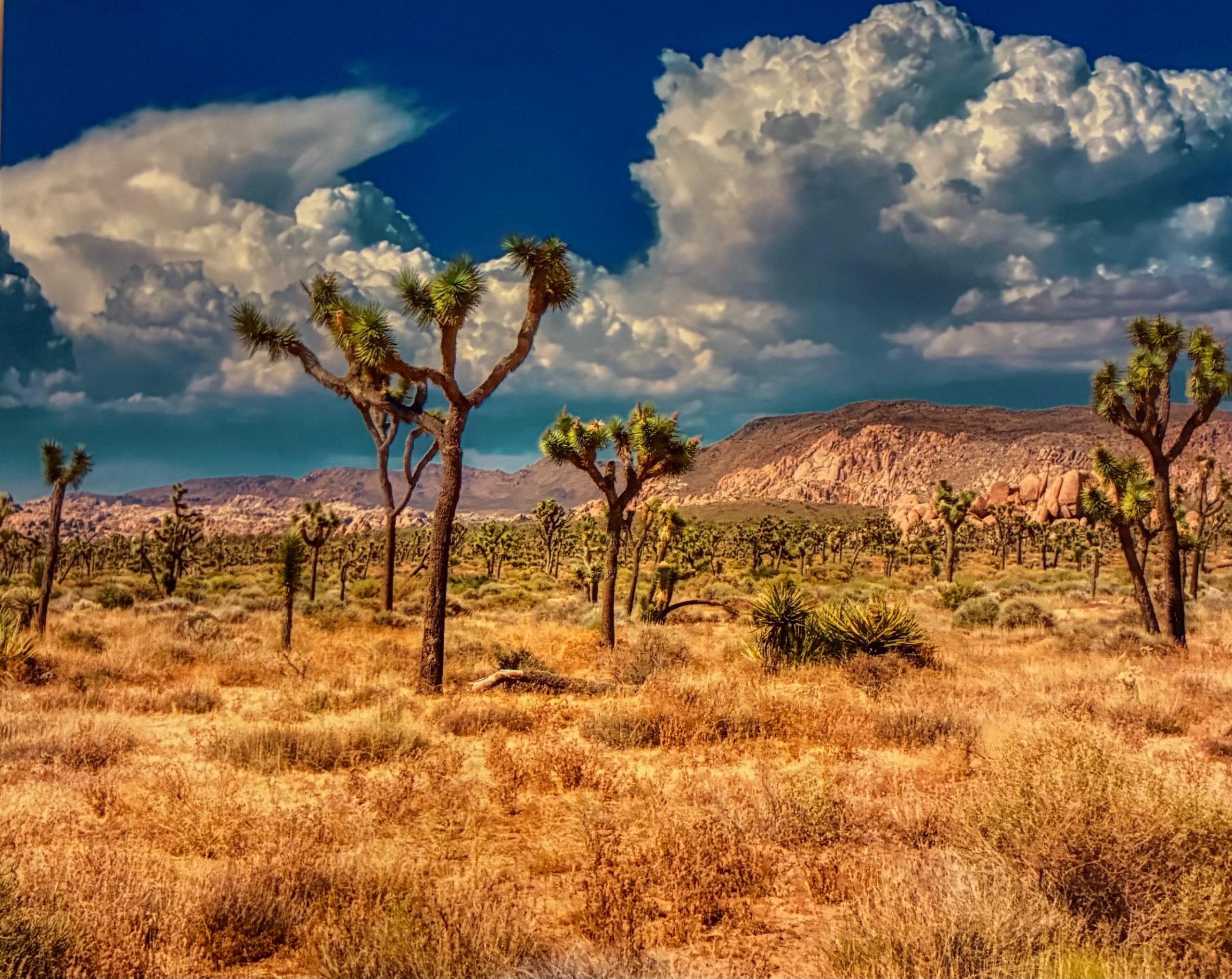 Joshua Tree - print