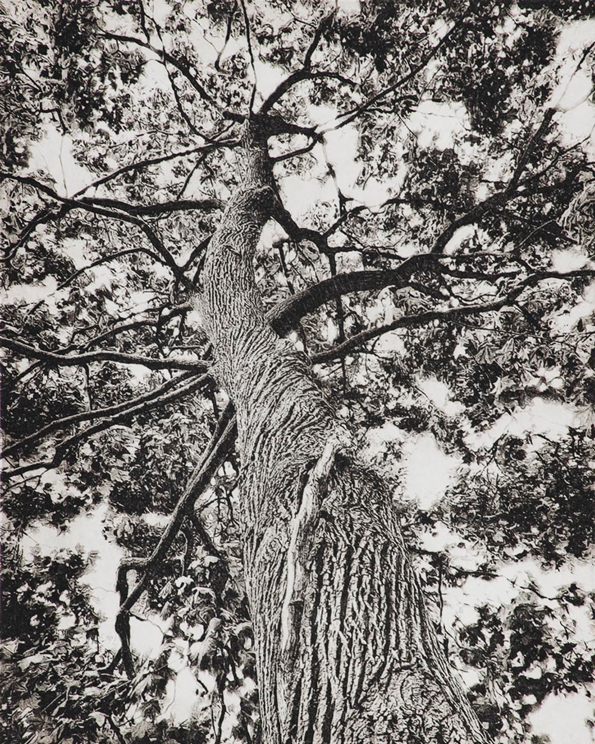 Looking Up I - print