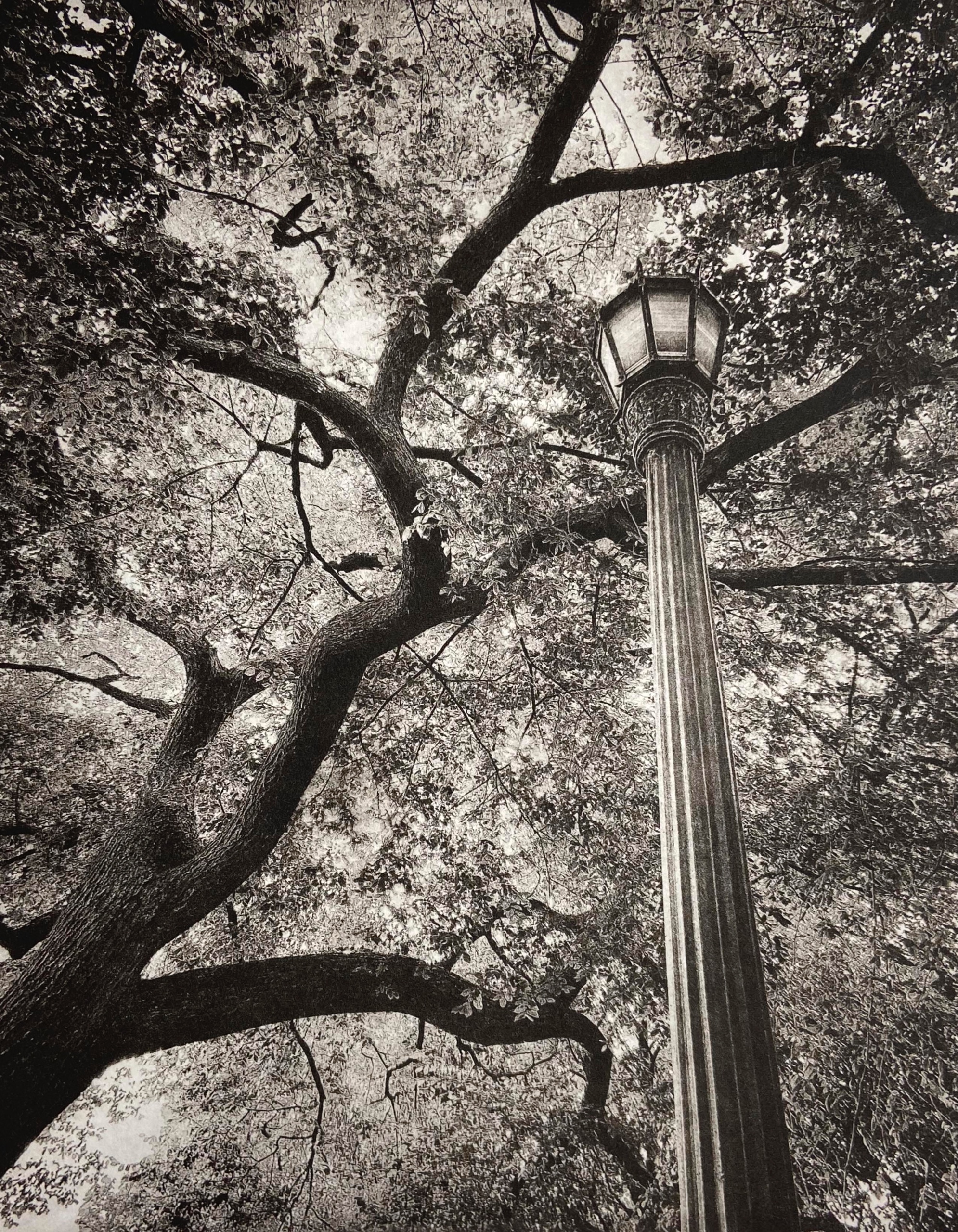 Looking Up II - print