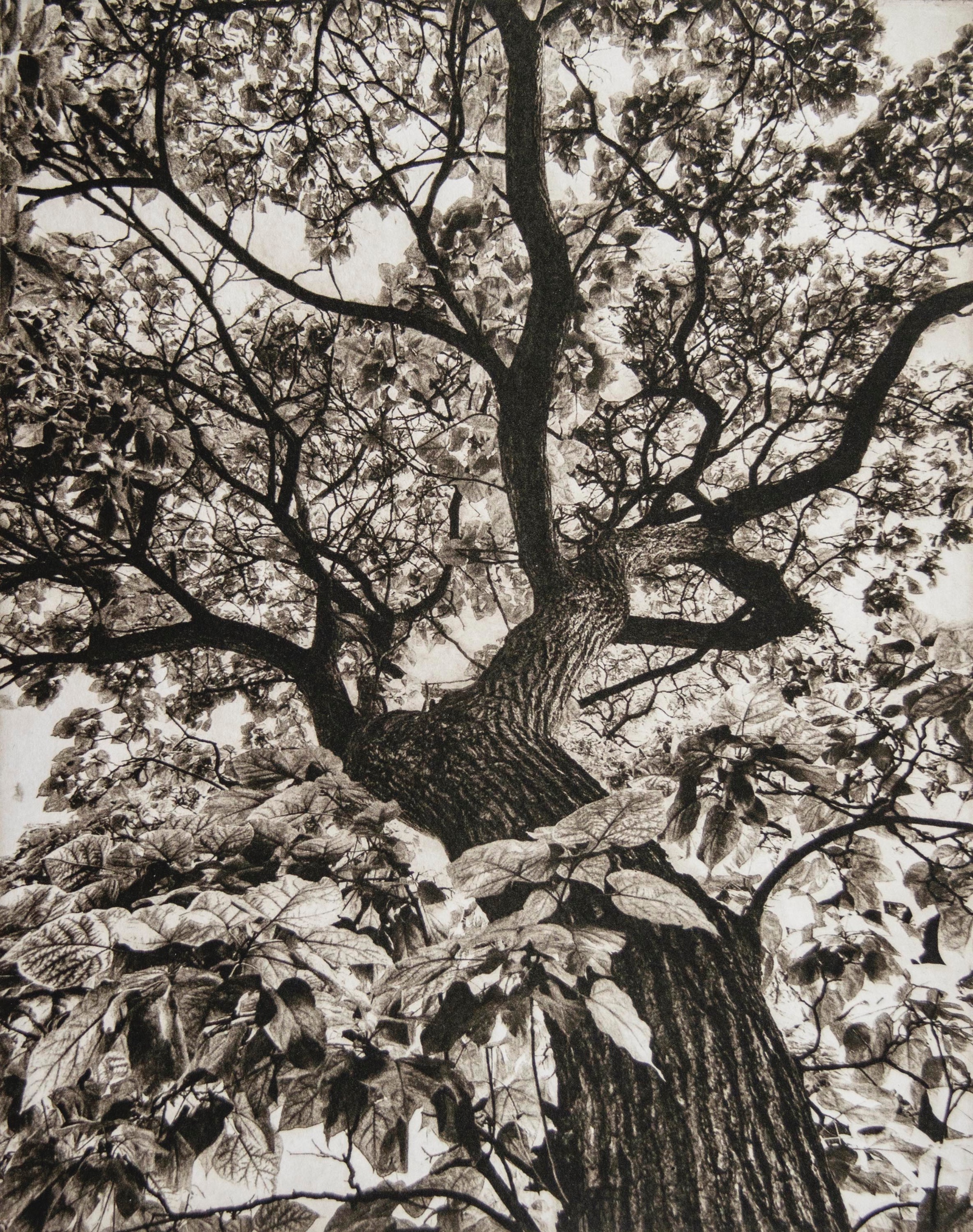 Looking Up III - print