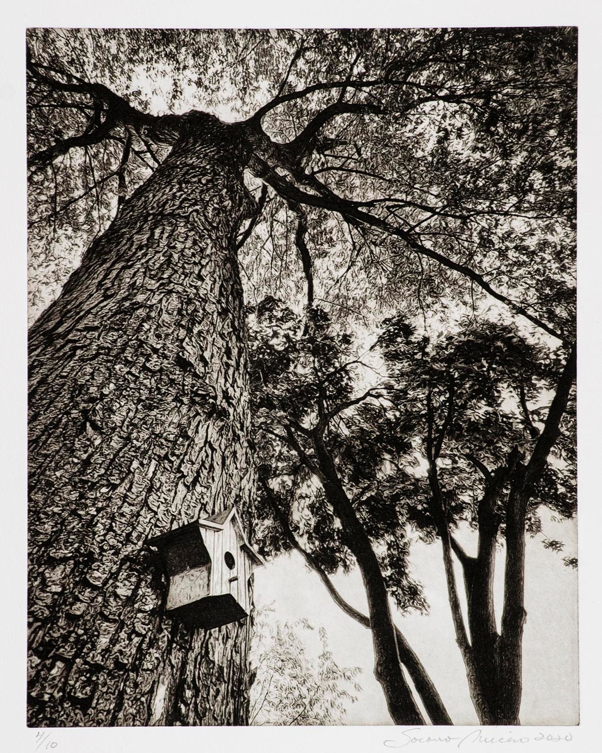 Looking Up IV - print